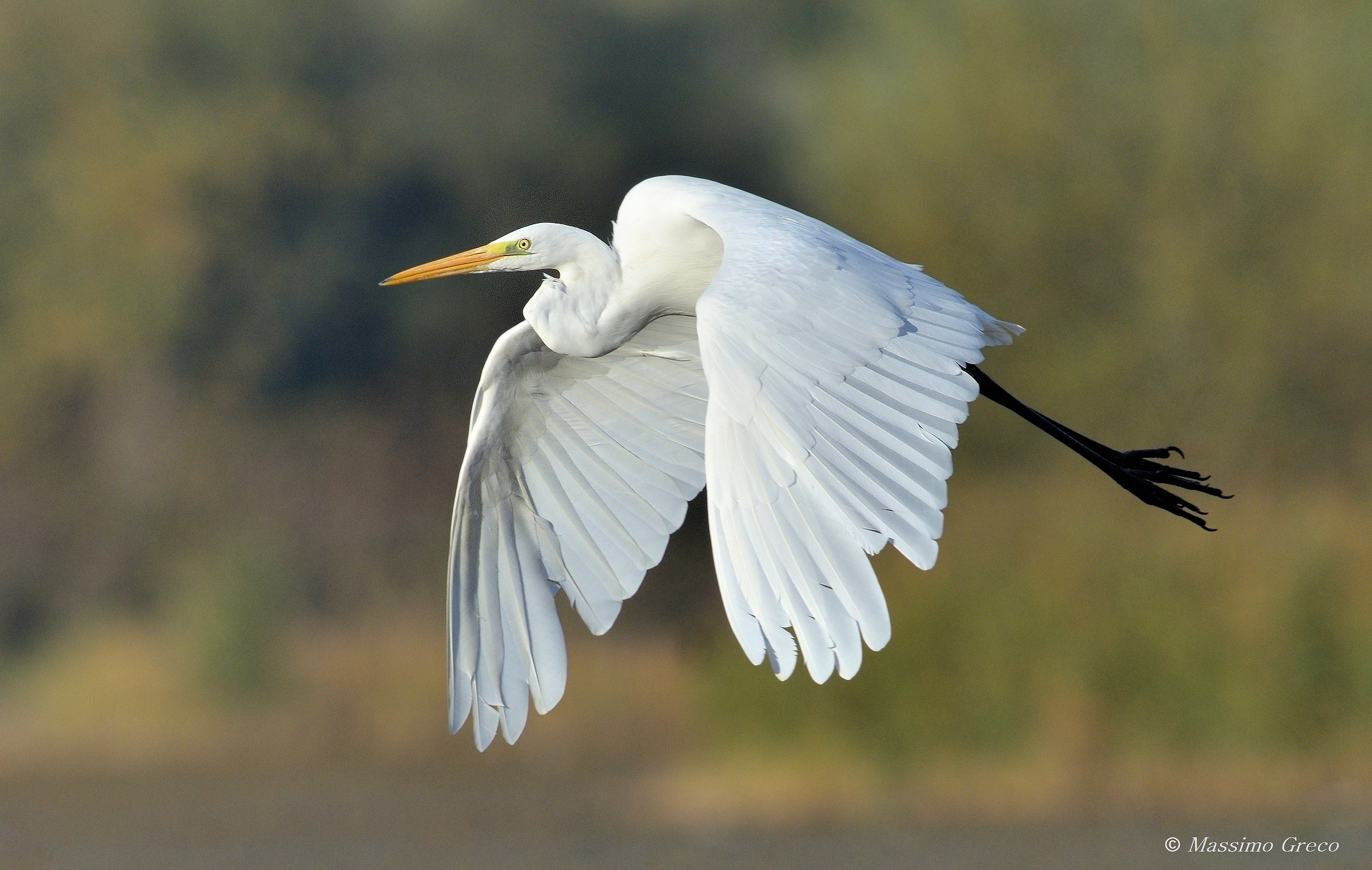 Greater white heron