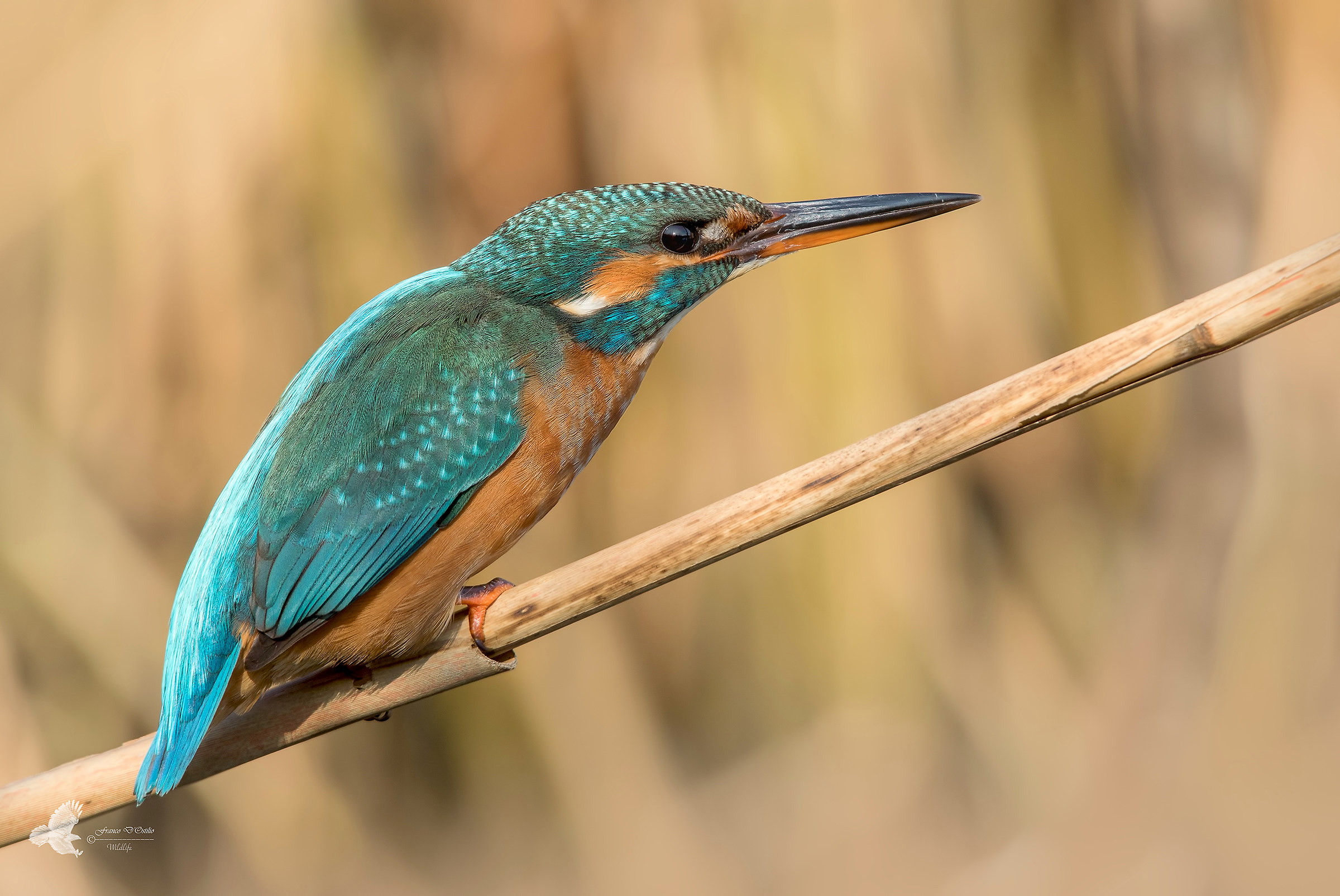 Kingfisher