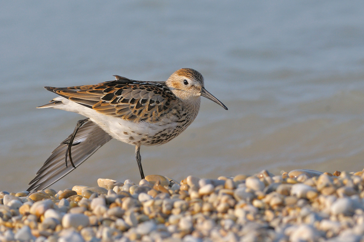 Piovanello pancianera ( calidris alpina )