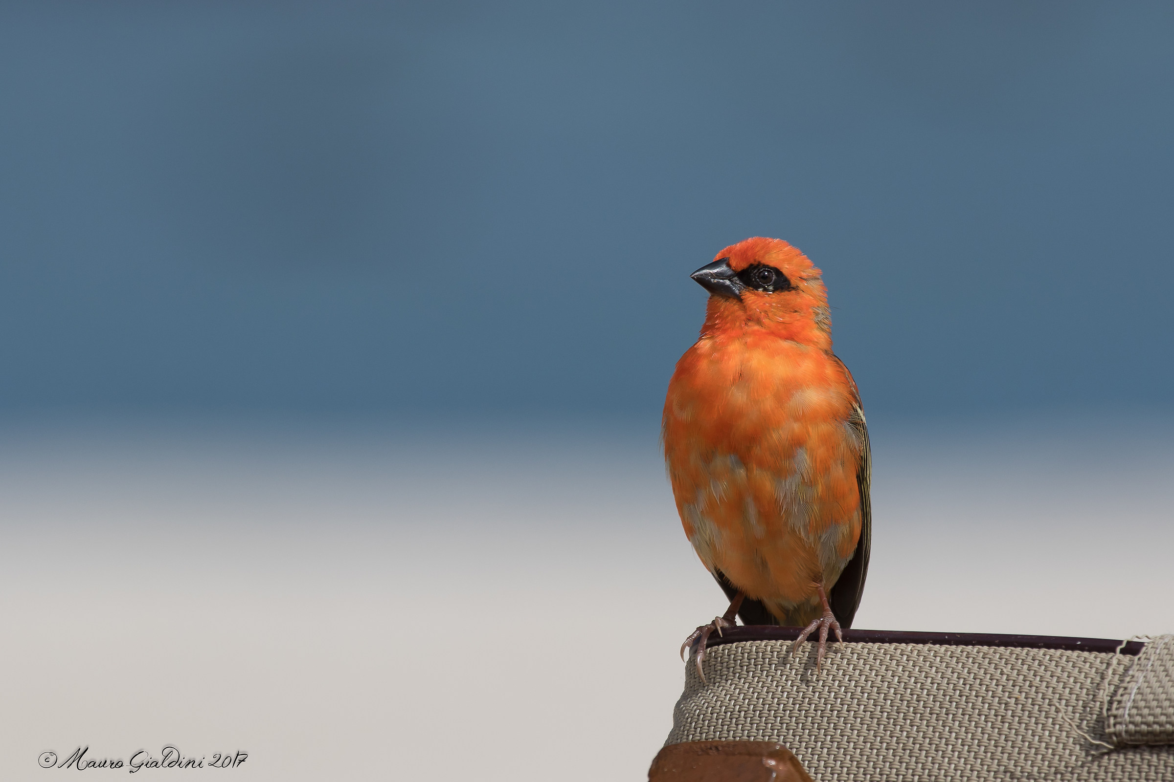 Tessitore fiammante (Foudia madagascariensis)