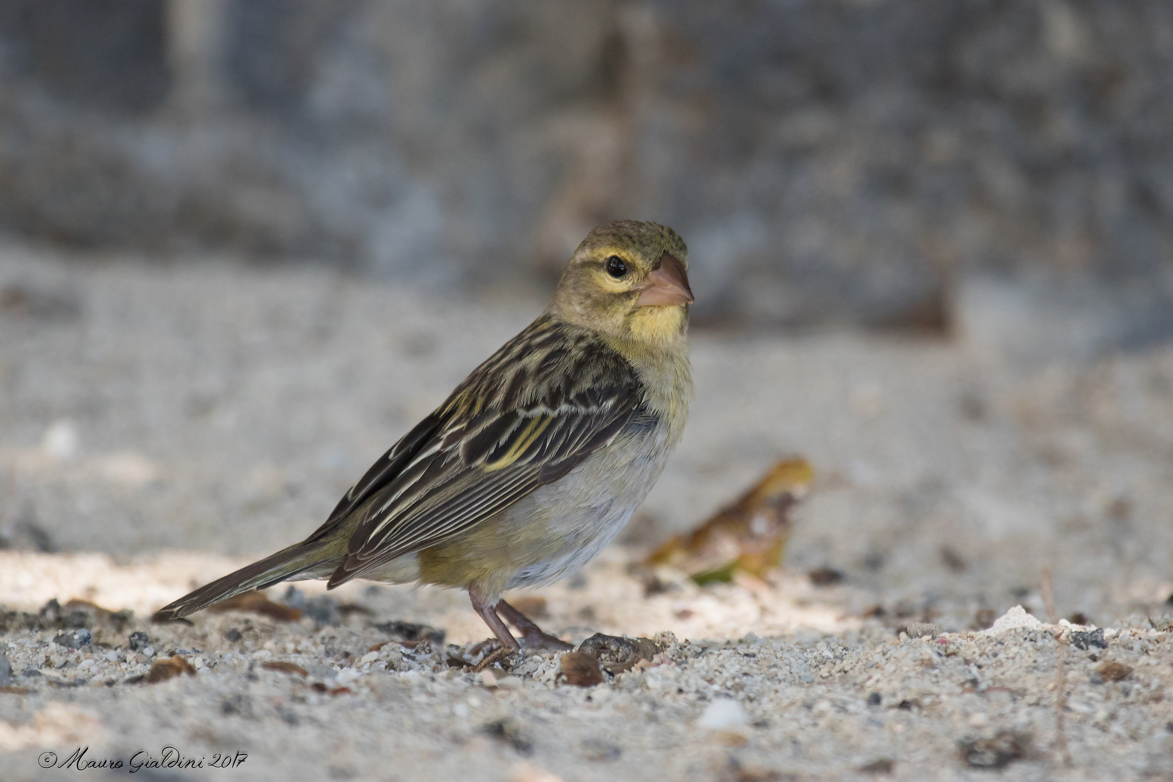 Tessitore fiammante (Foudia madagascariensis)