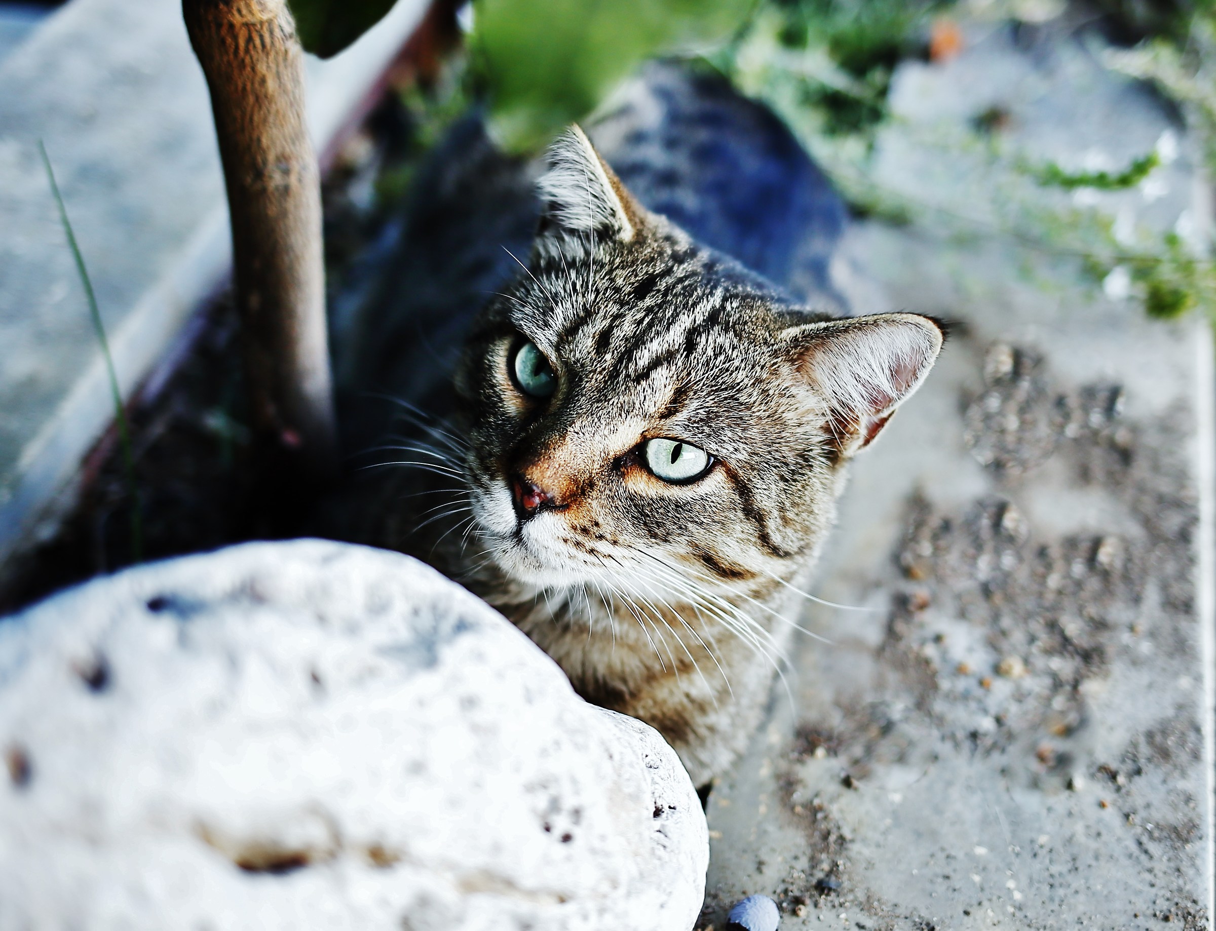 Leo or my daughter's cat