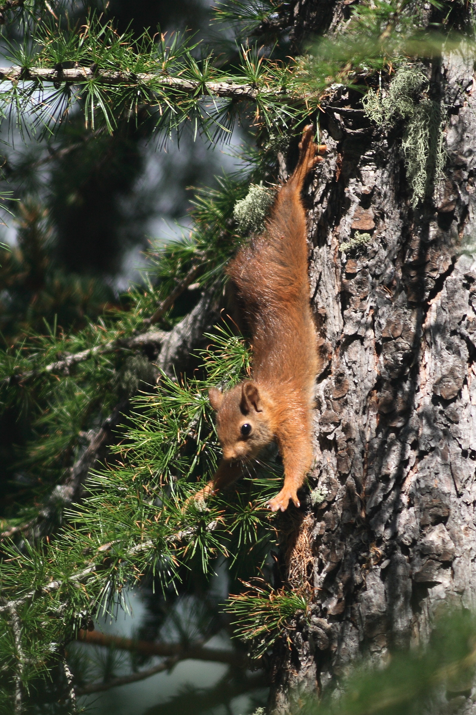 maybe i can do it .....