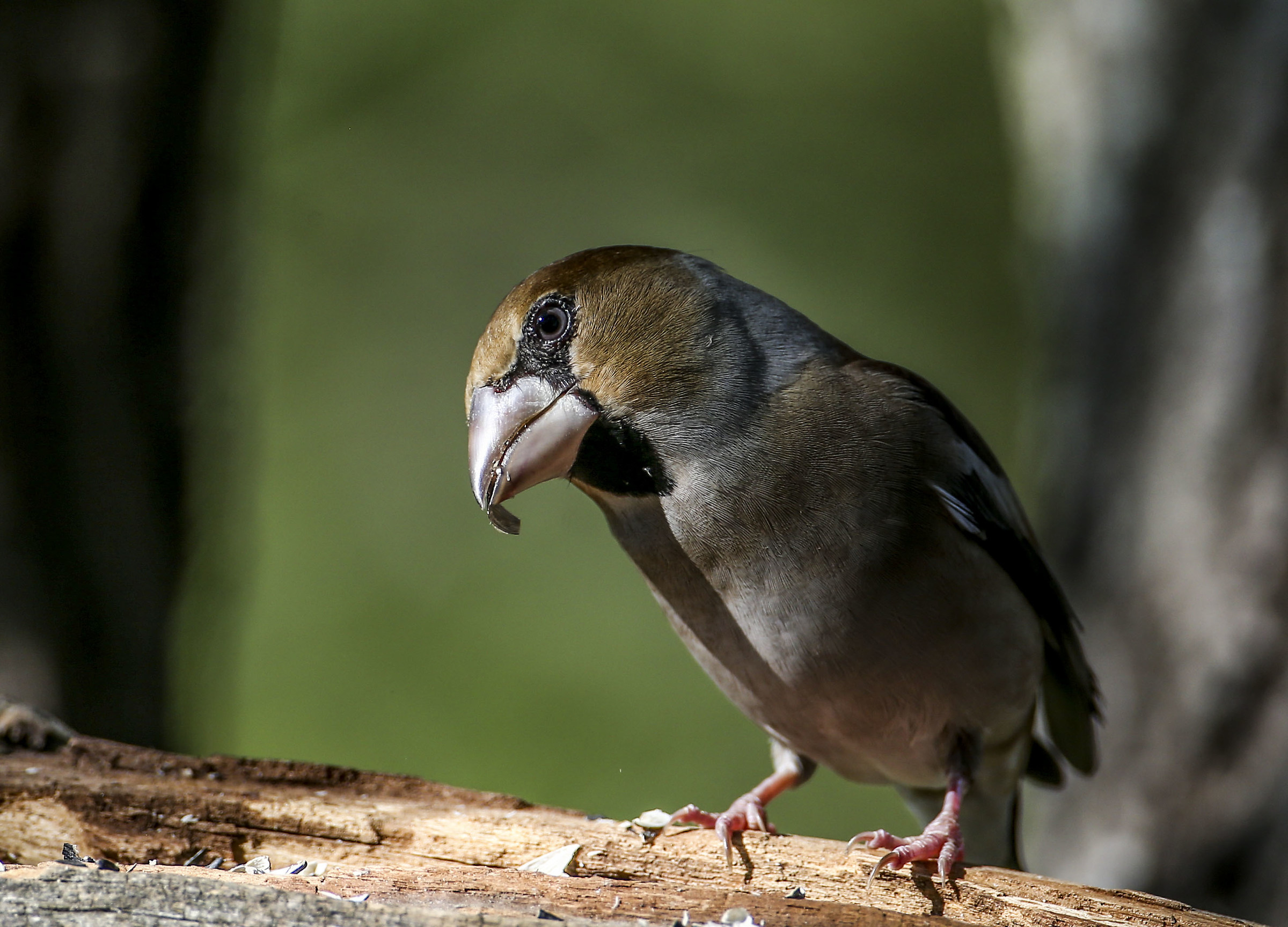 Grosbeak