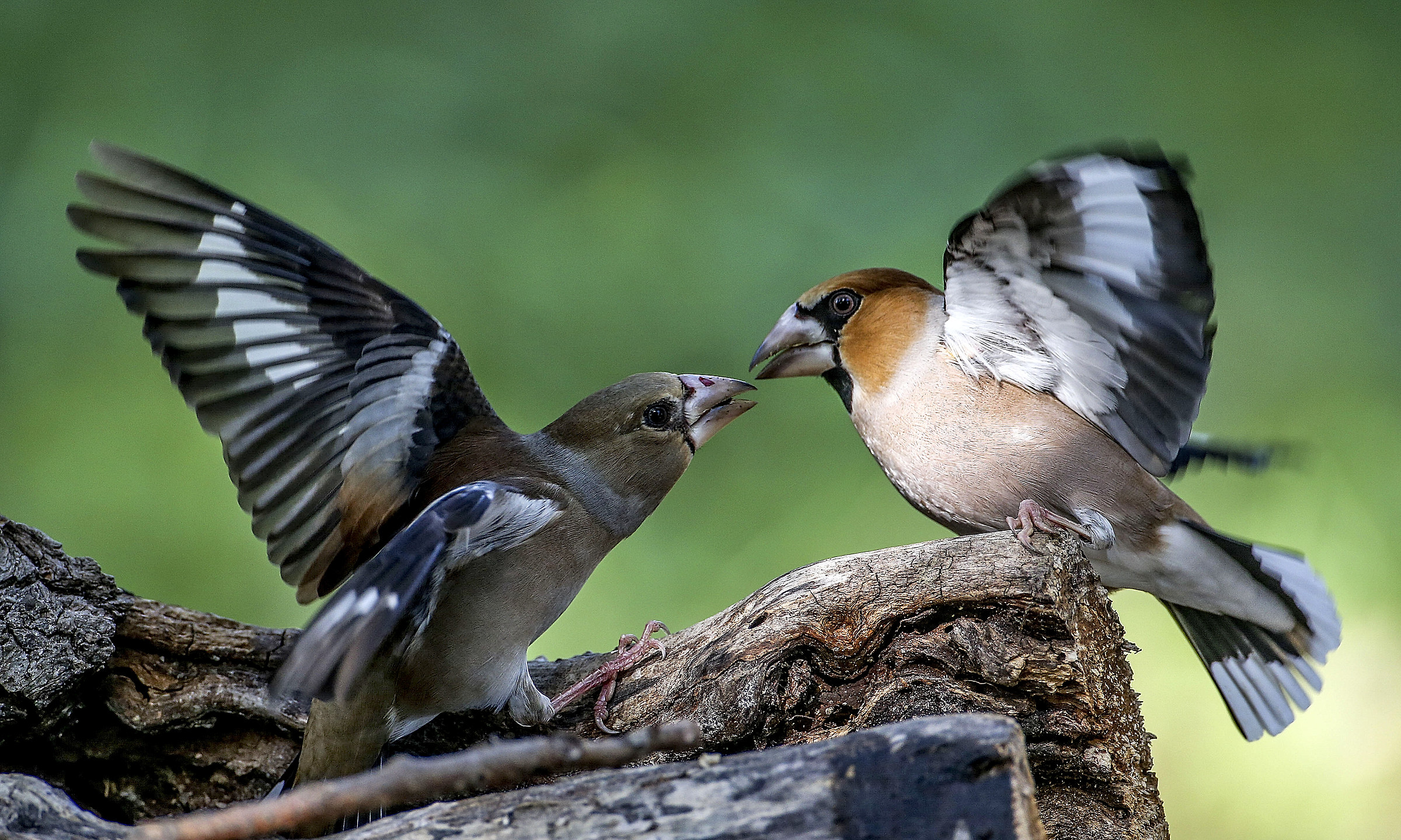 Hawfinches
