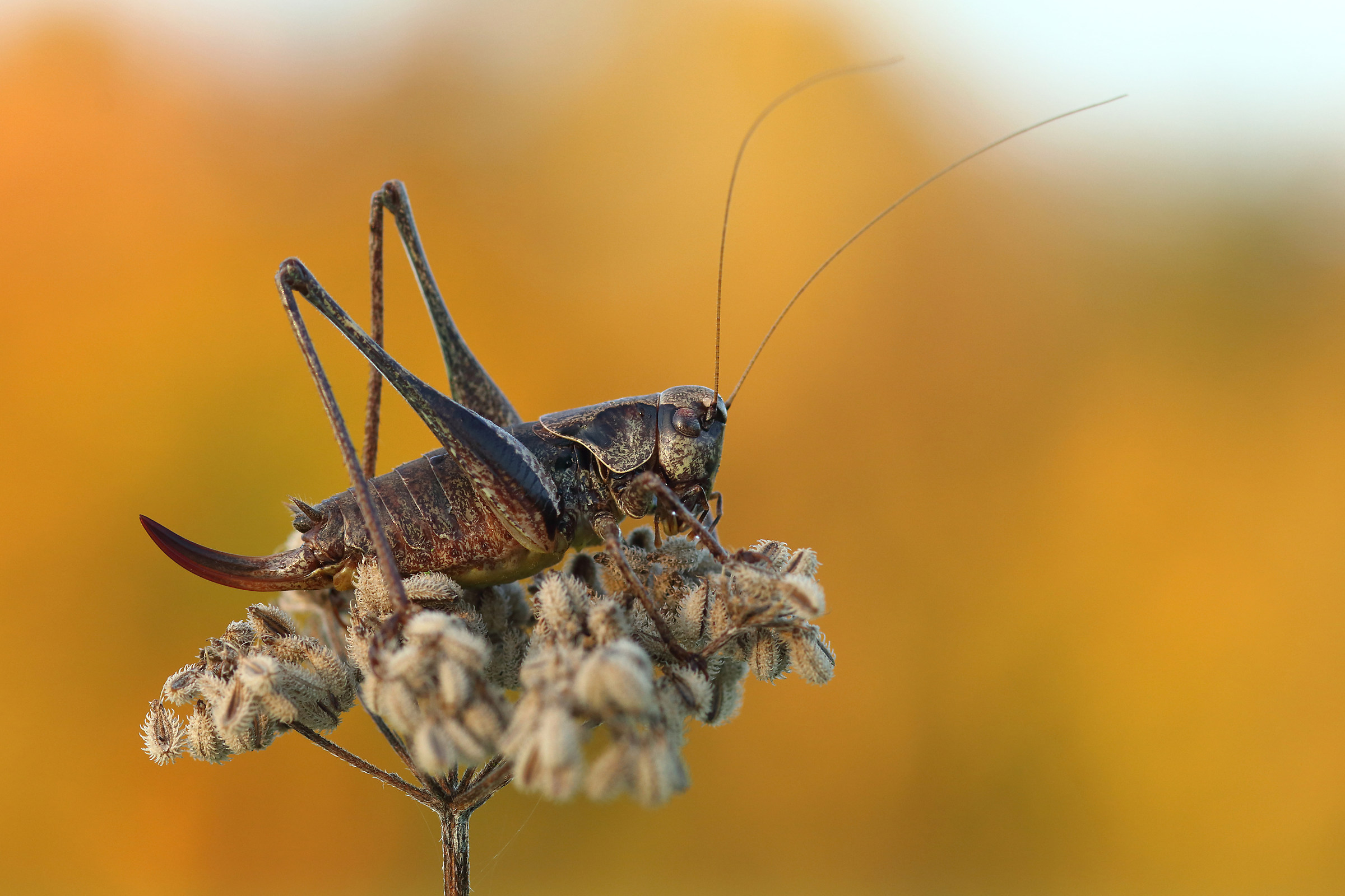 Pholidoptera griseoaptera, female