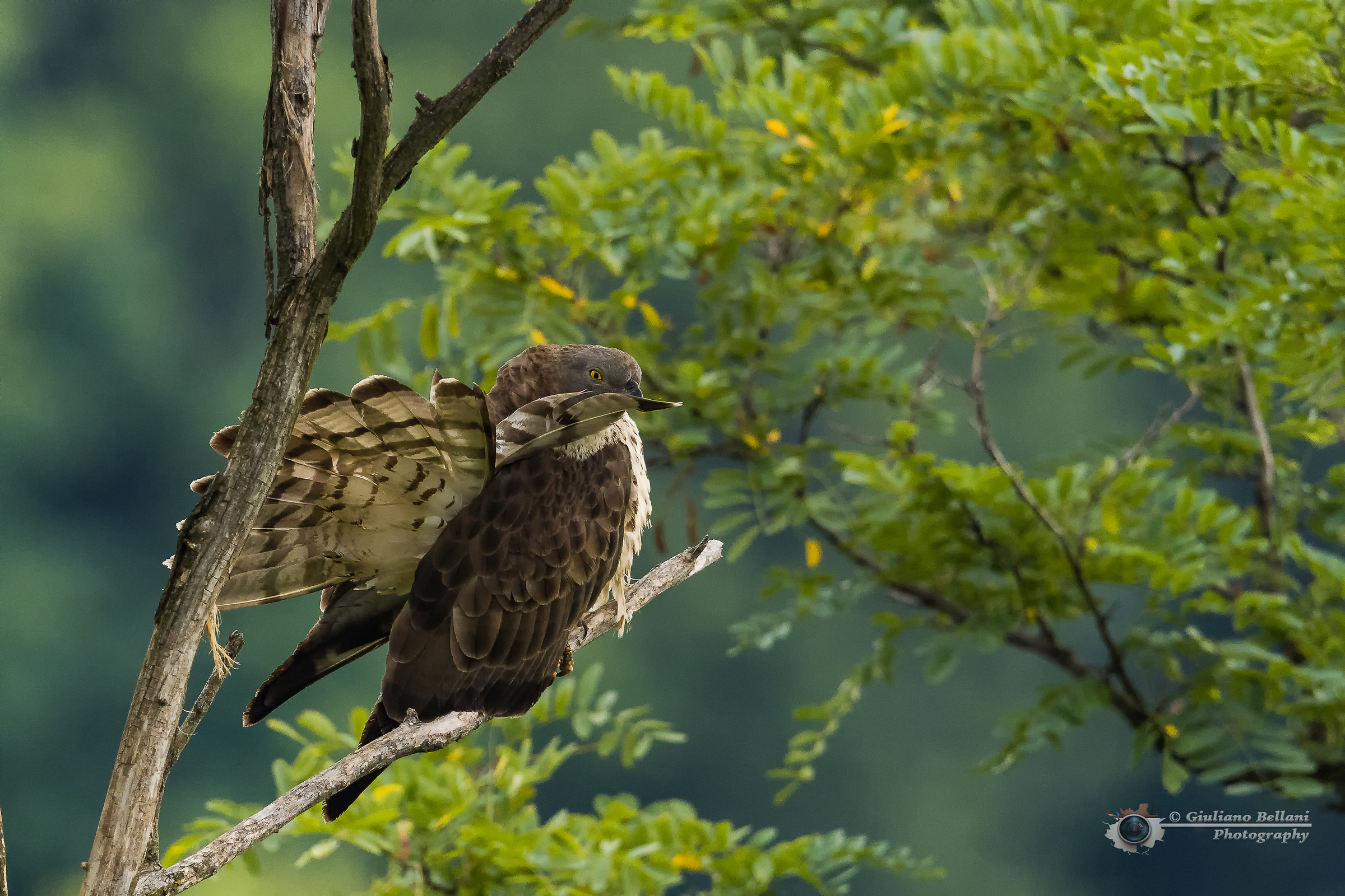Falco Pecchiaiolo Maschio