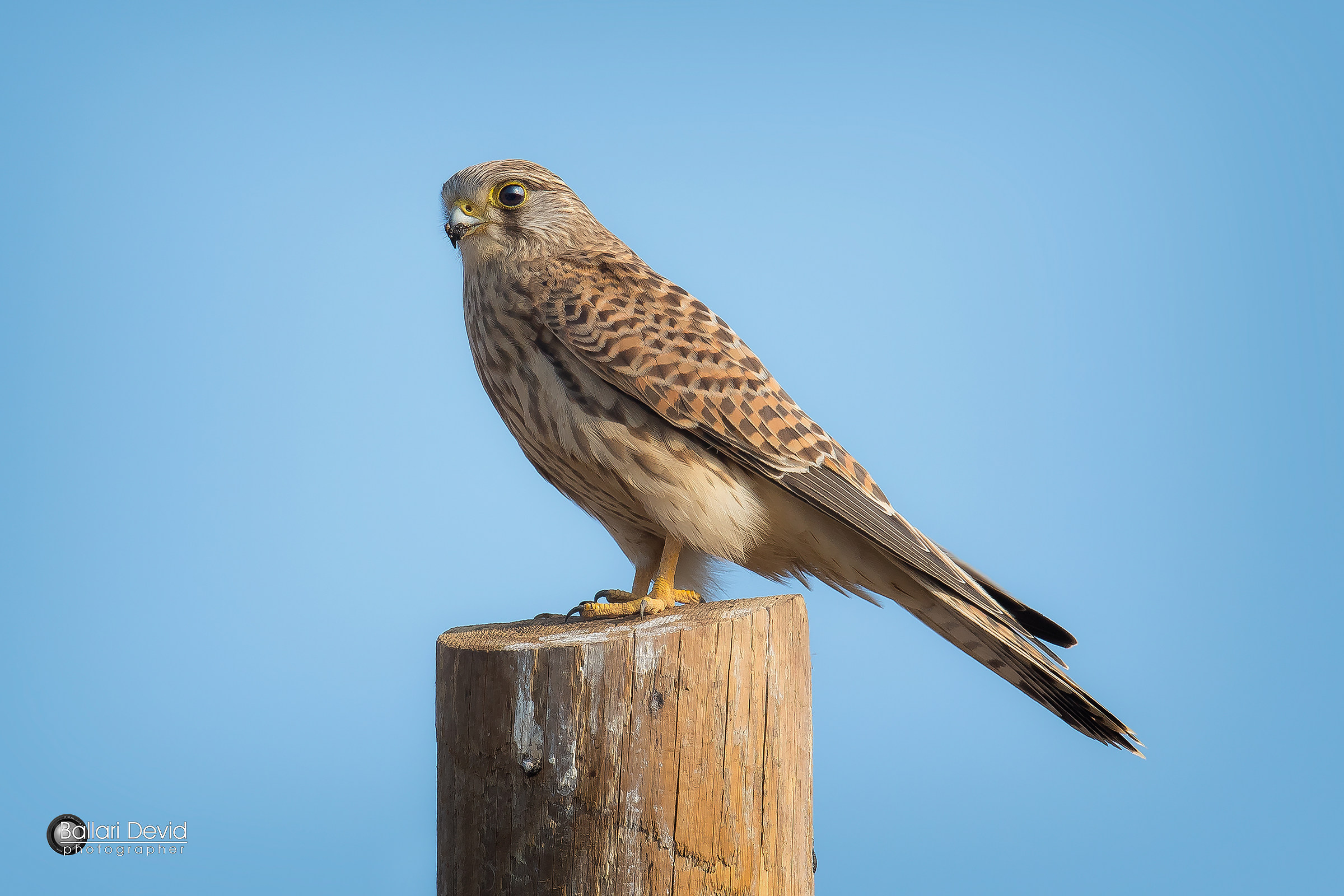 kestrel