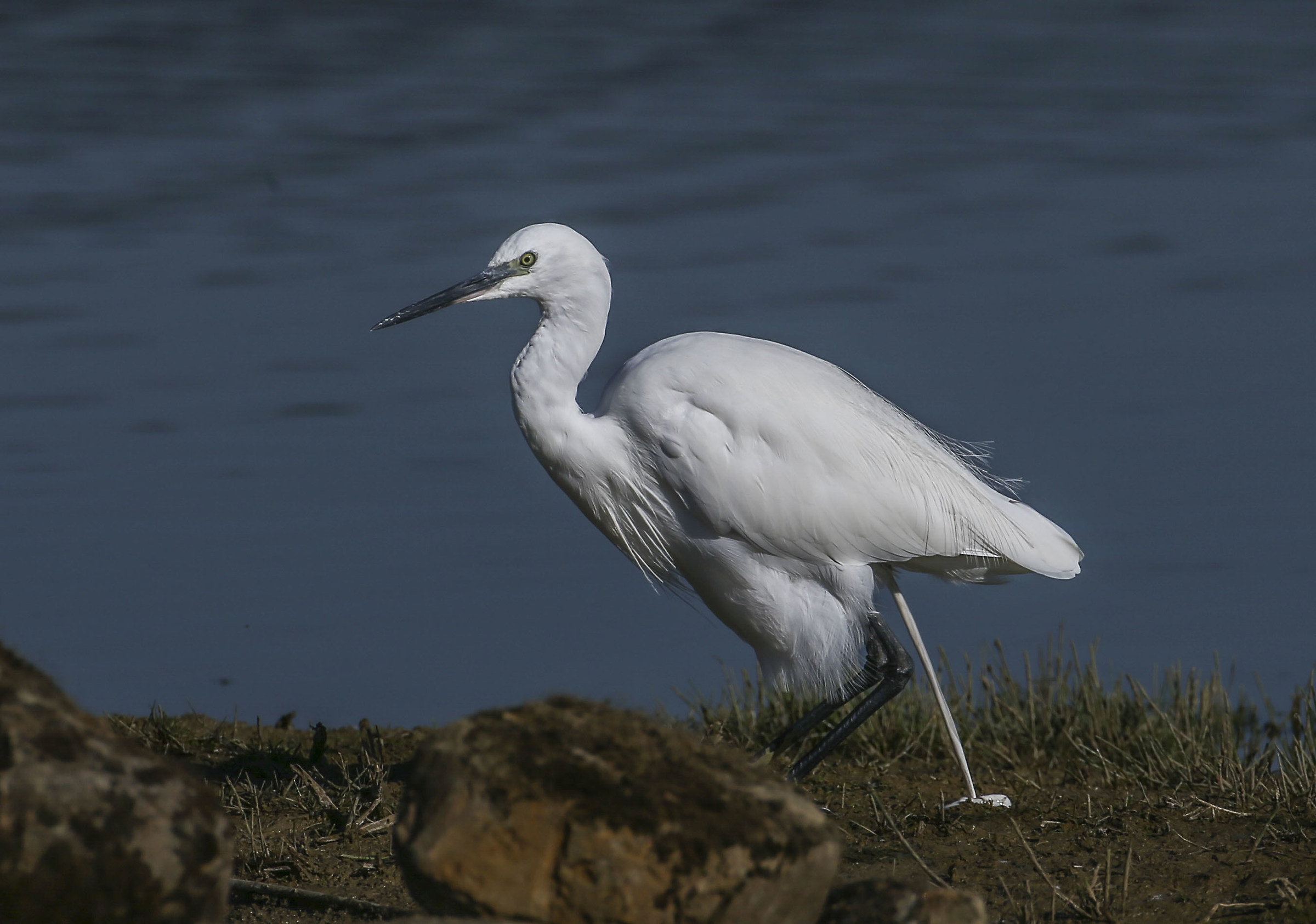Egret
