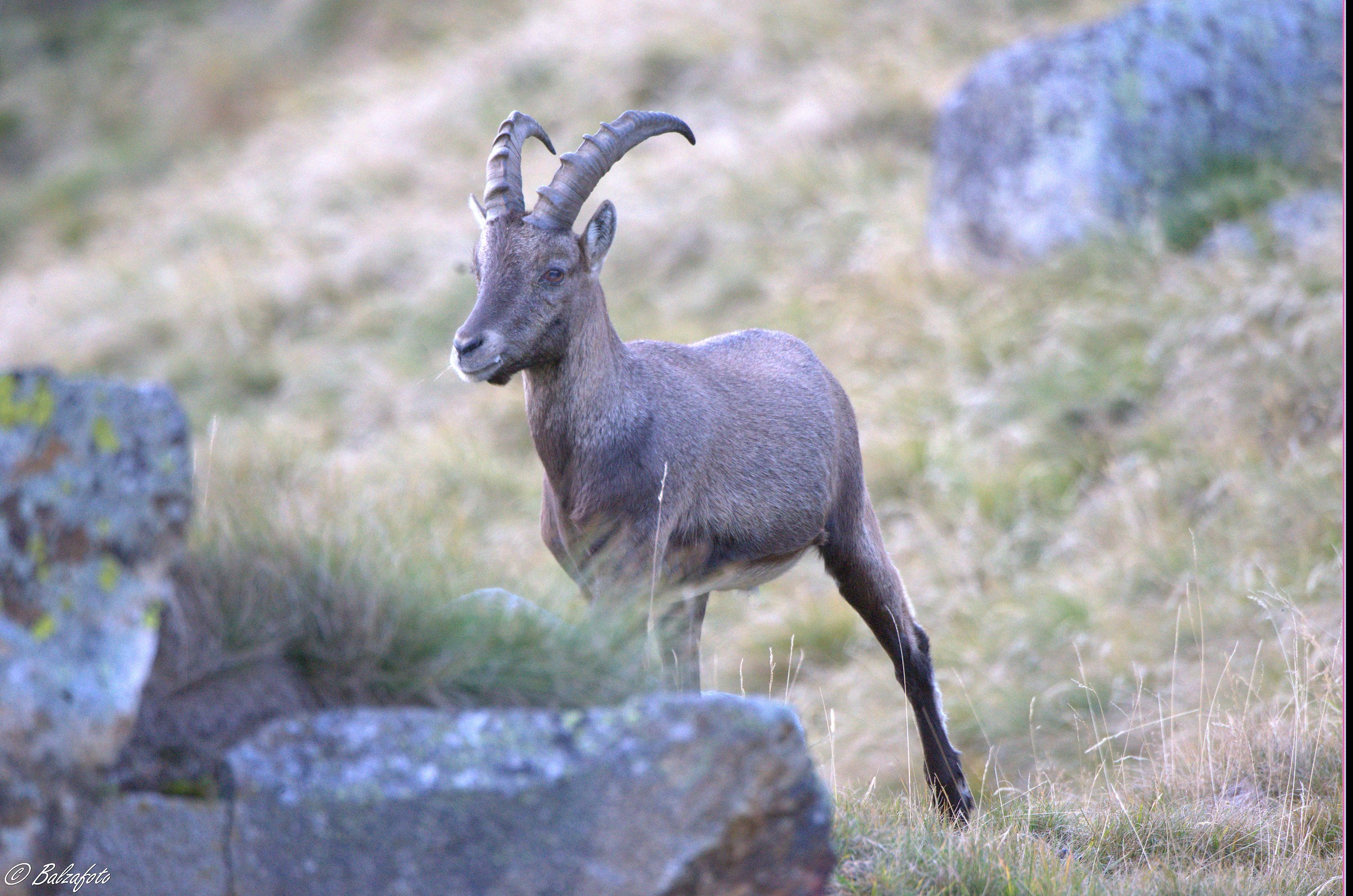 Young ibex