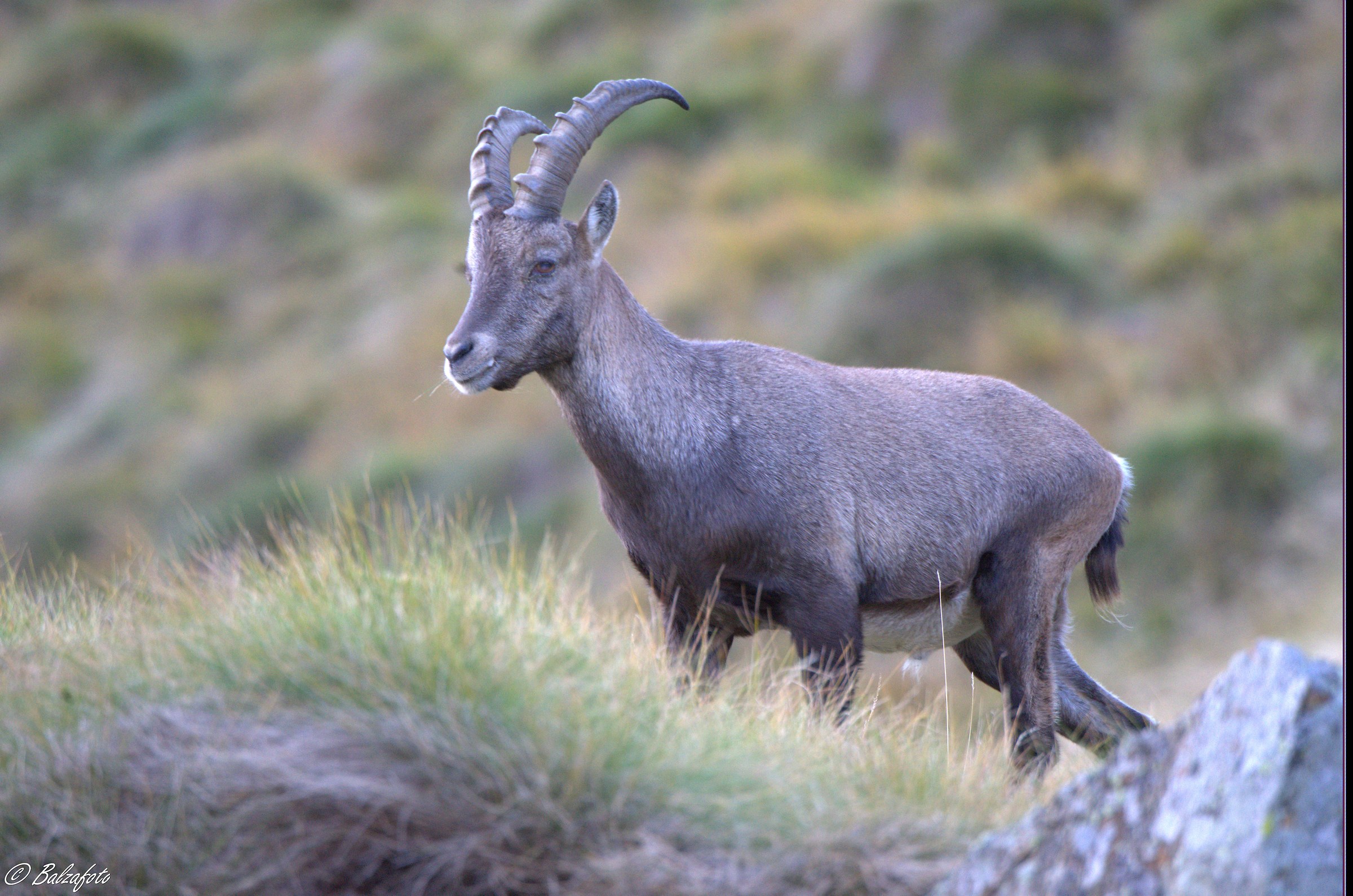Young ibex