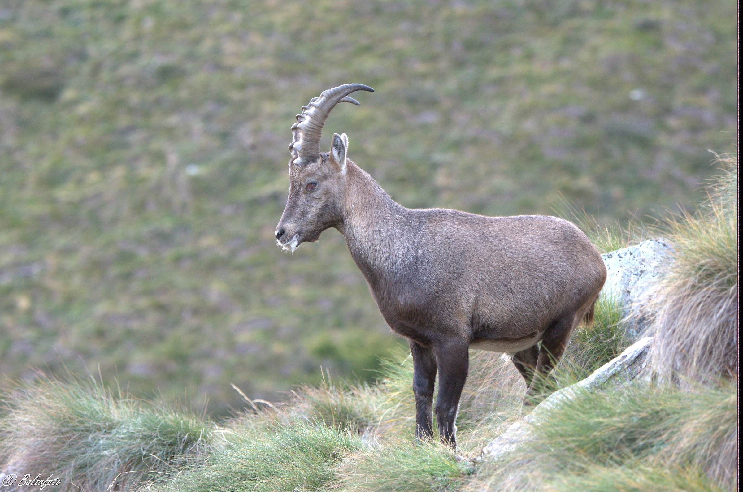 Young ibex