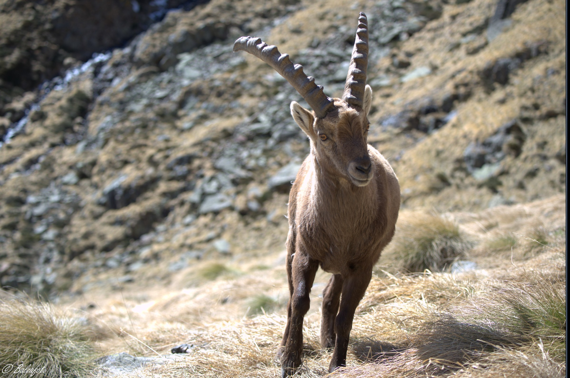 Young ibex