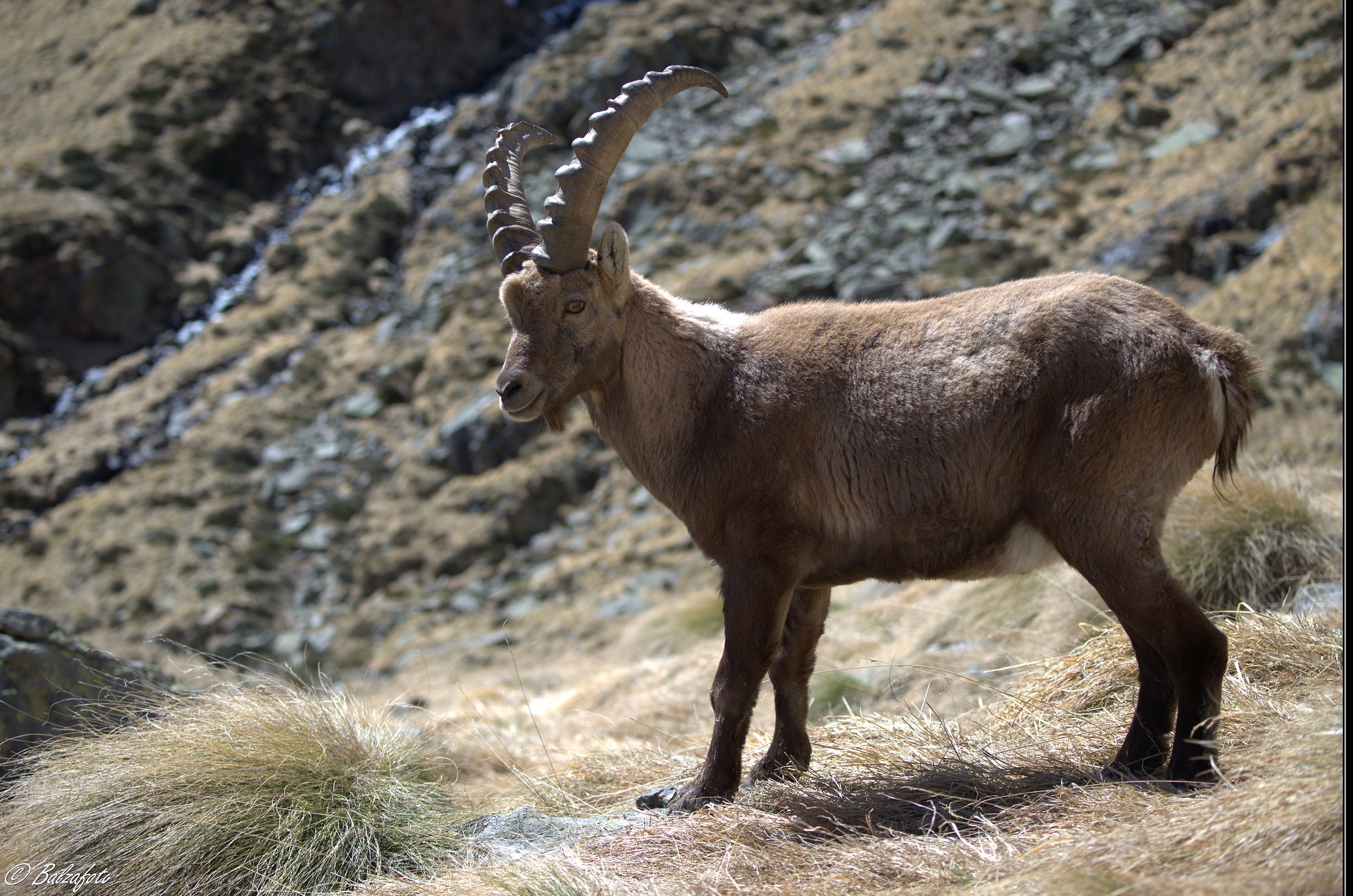Young ibex