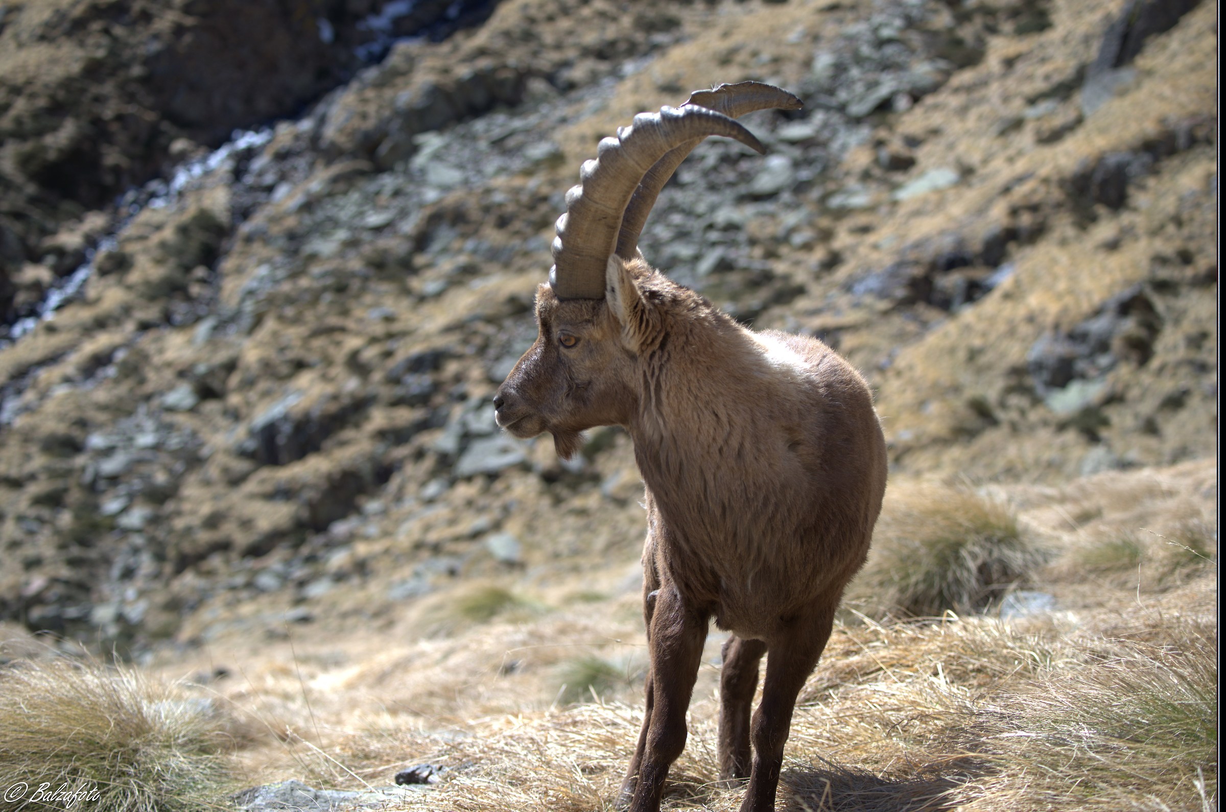 Young ibex