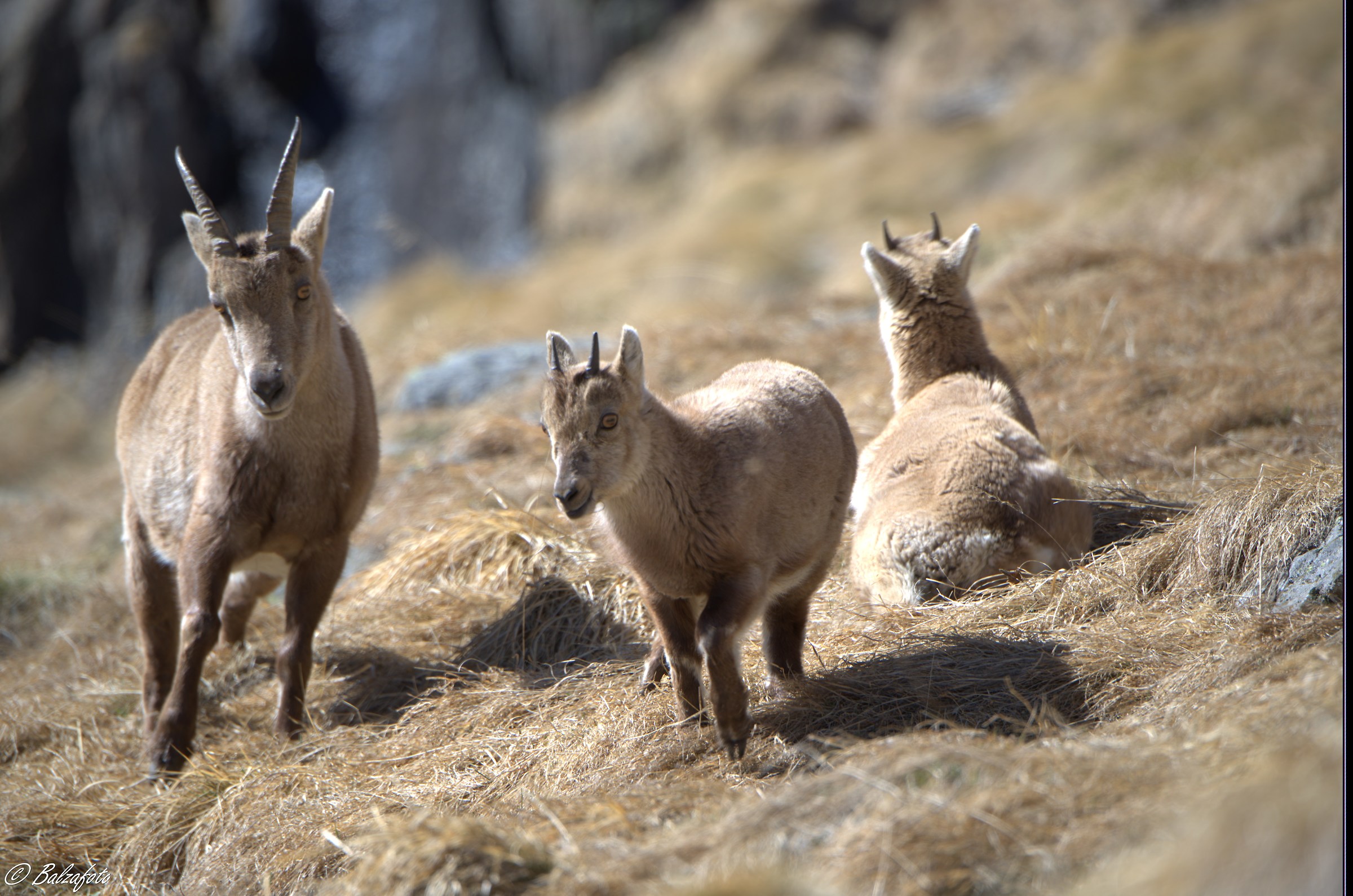 Ibex female with small