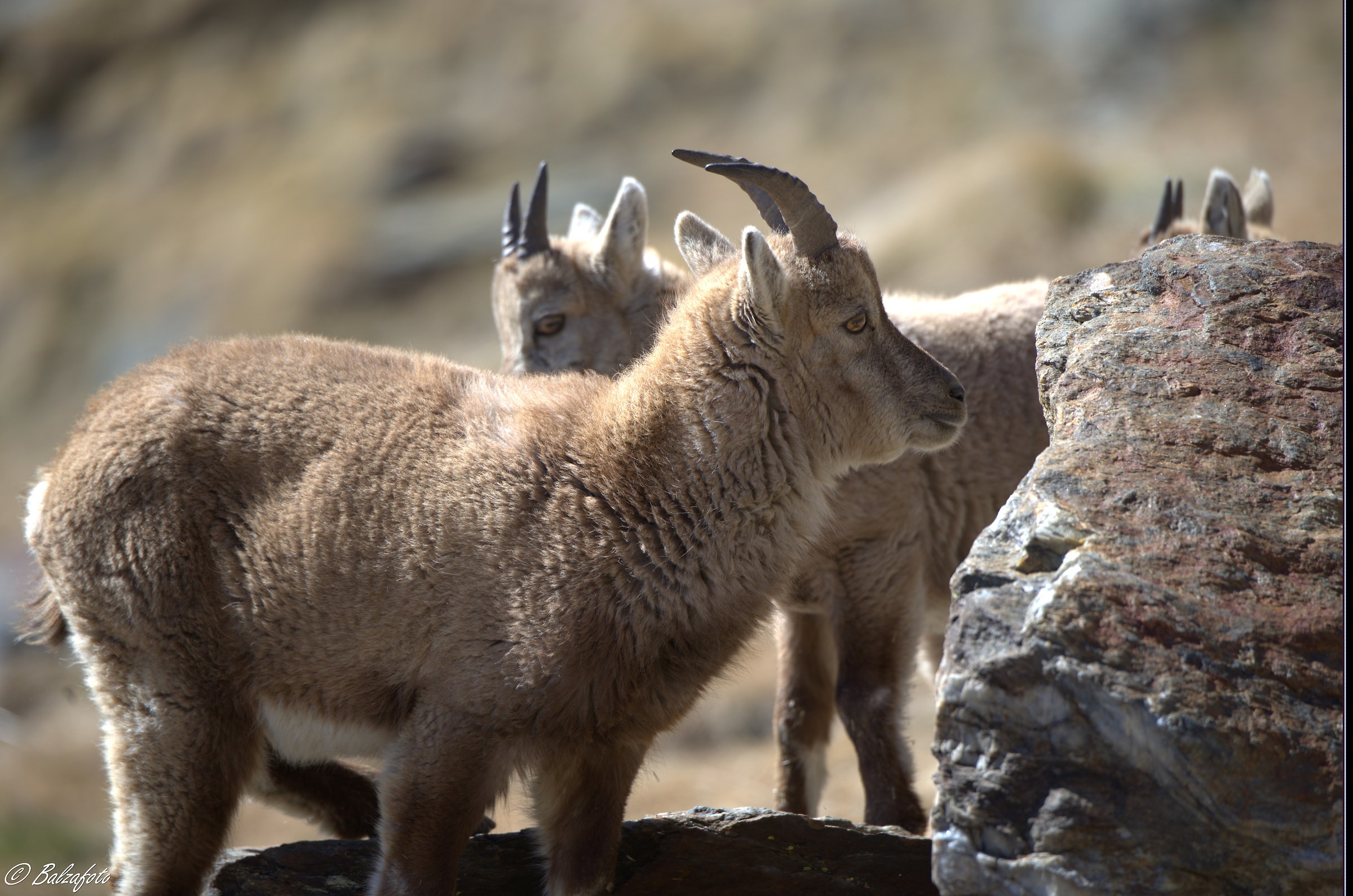 Small ibex