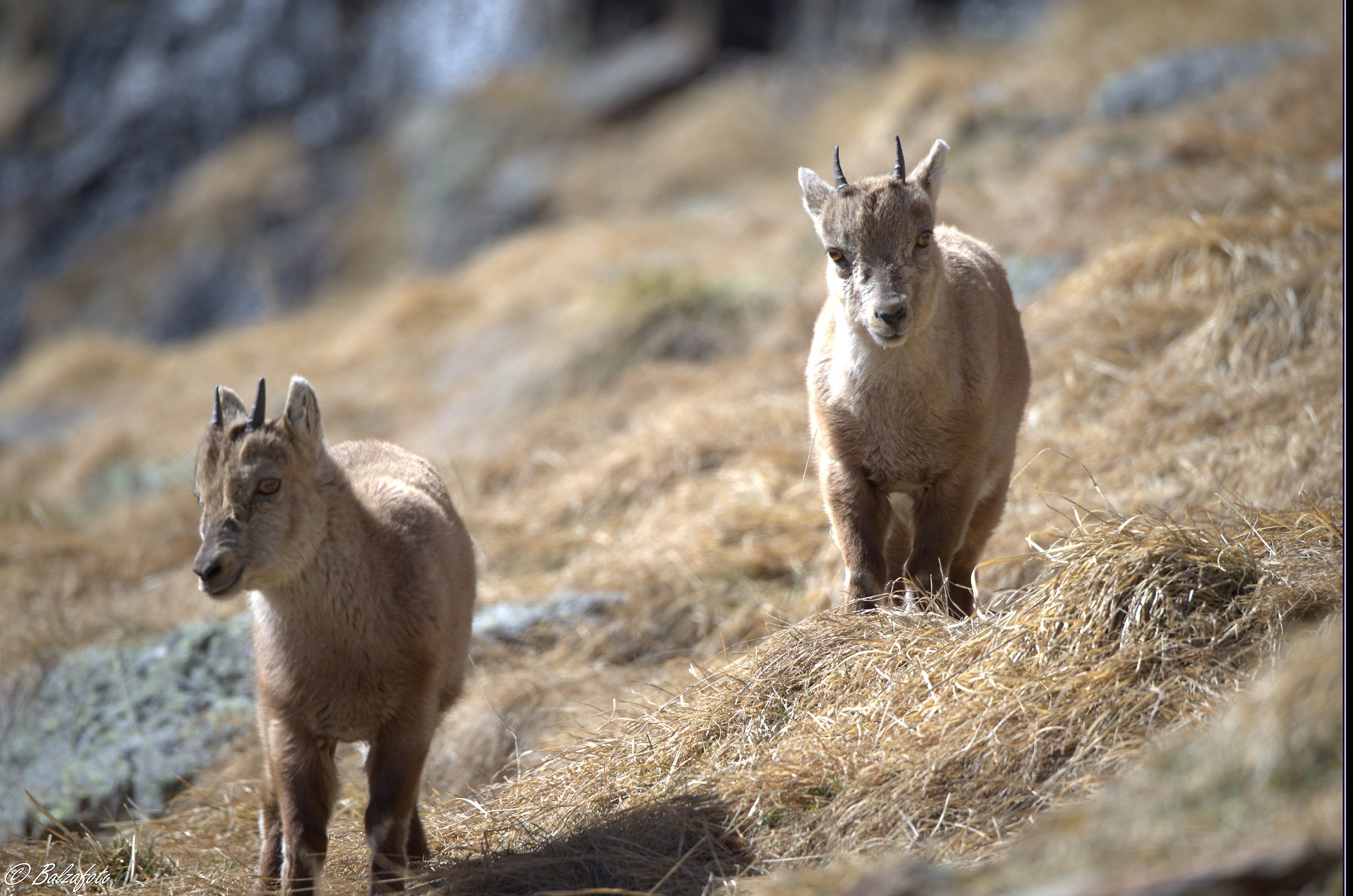 Small ibex