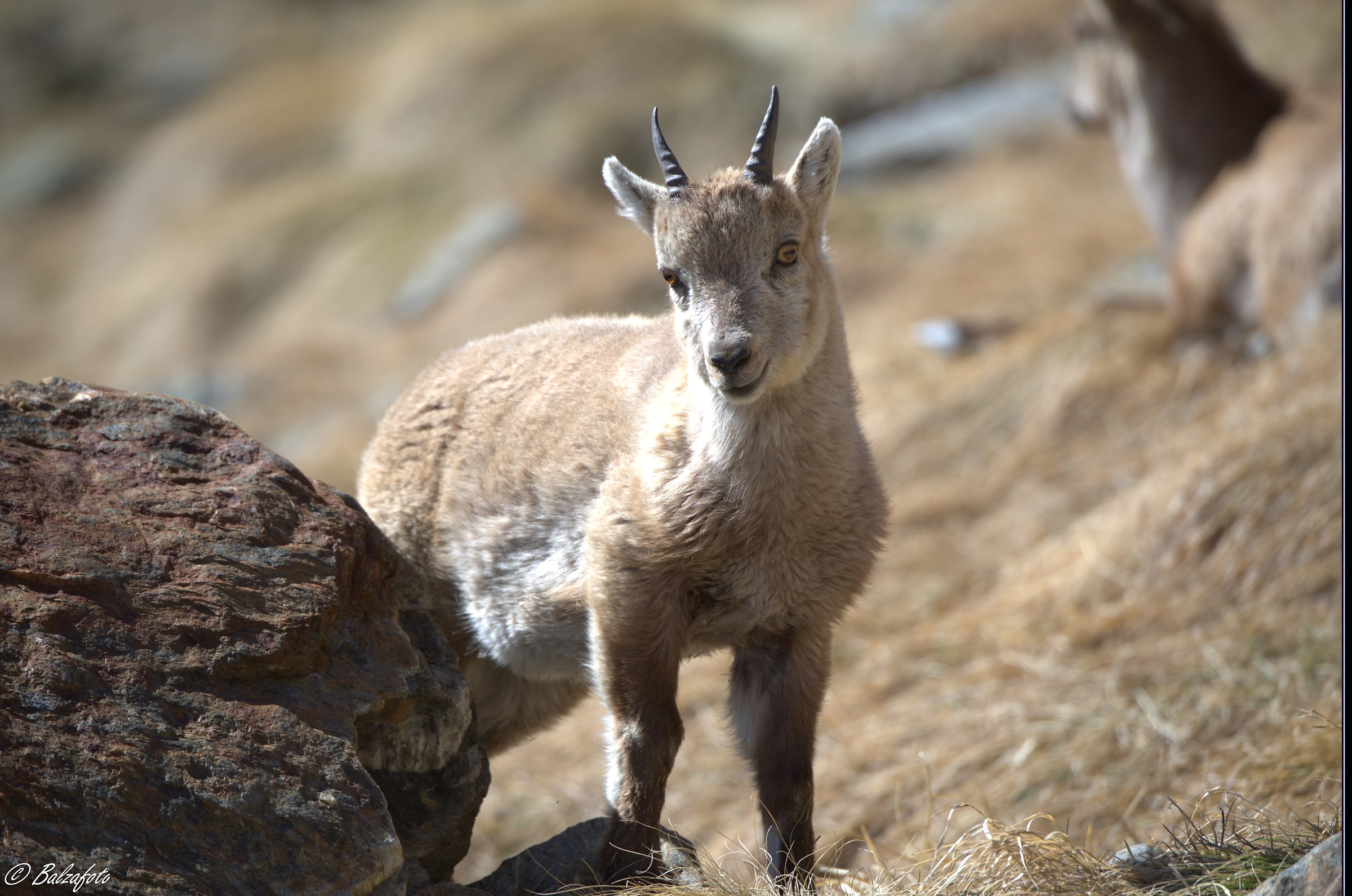 Small ibex