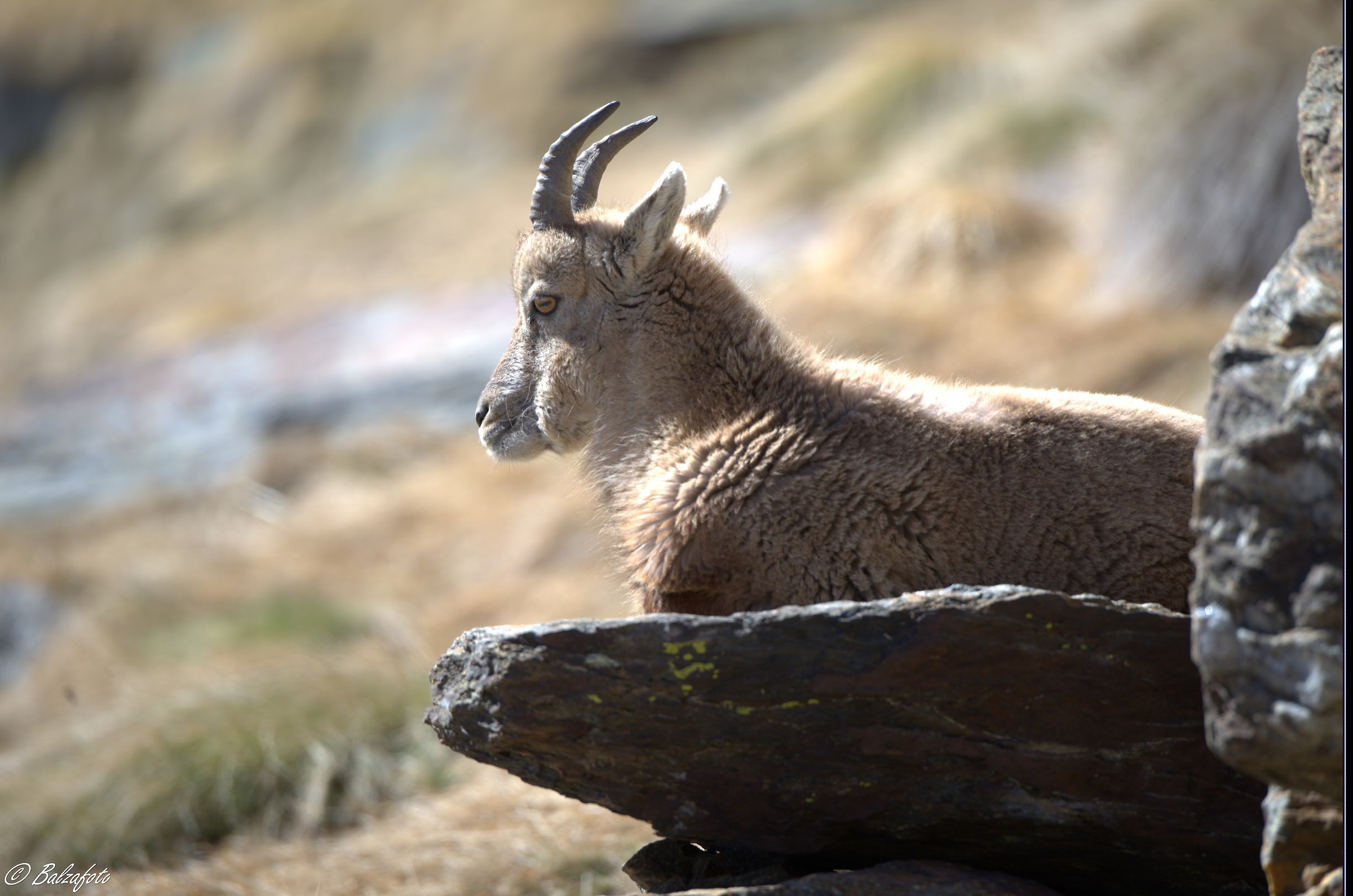 Small ibex