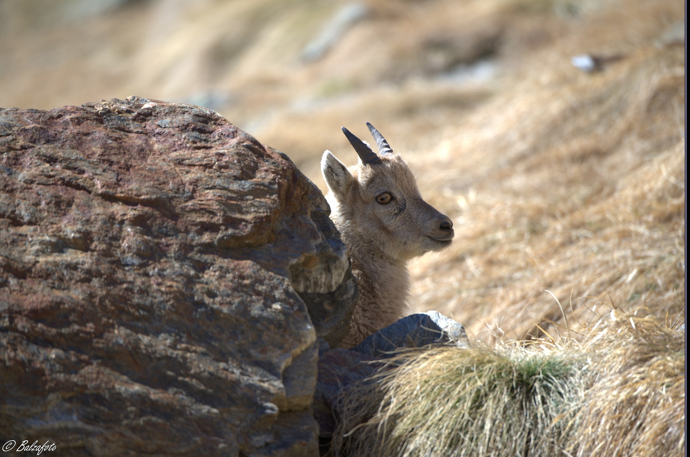 Small ibex