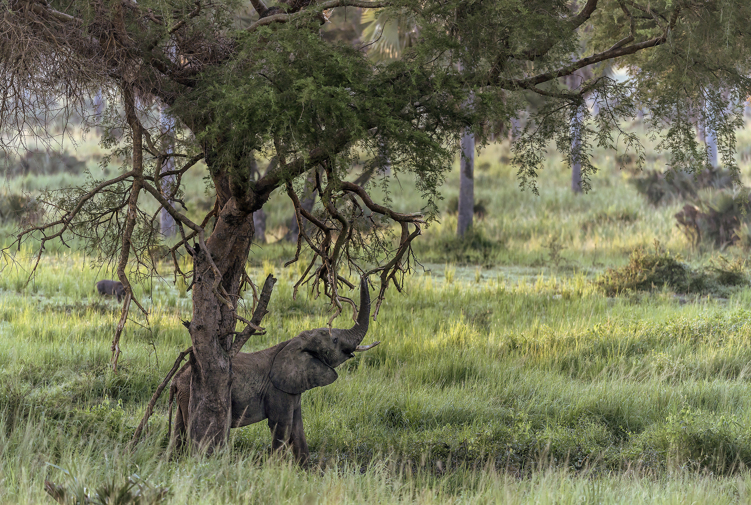 The elephant and the tree