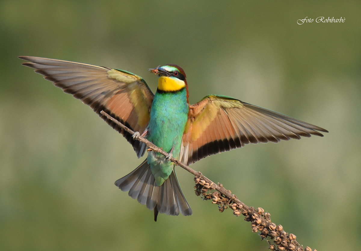 Coming with prey ...