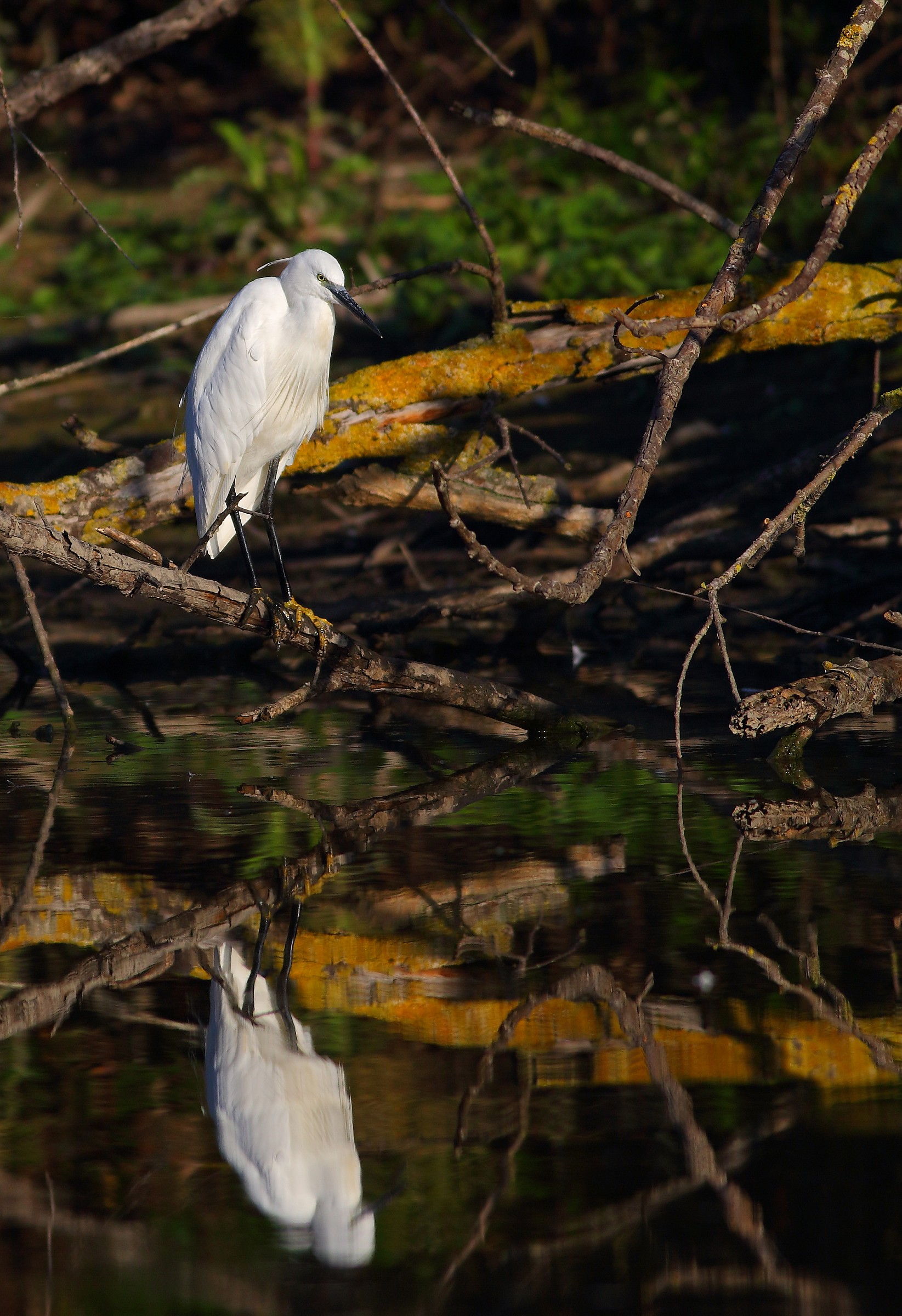 White and colors (egret egret)