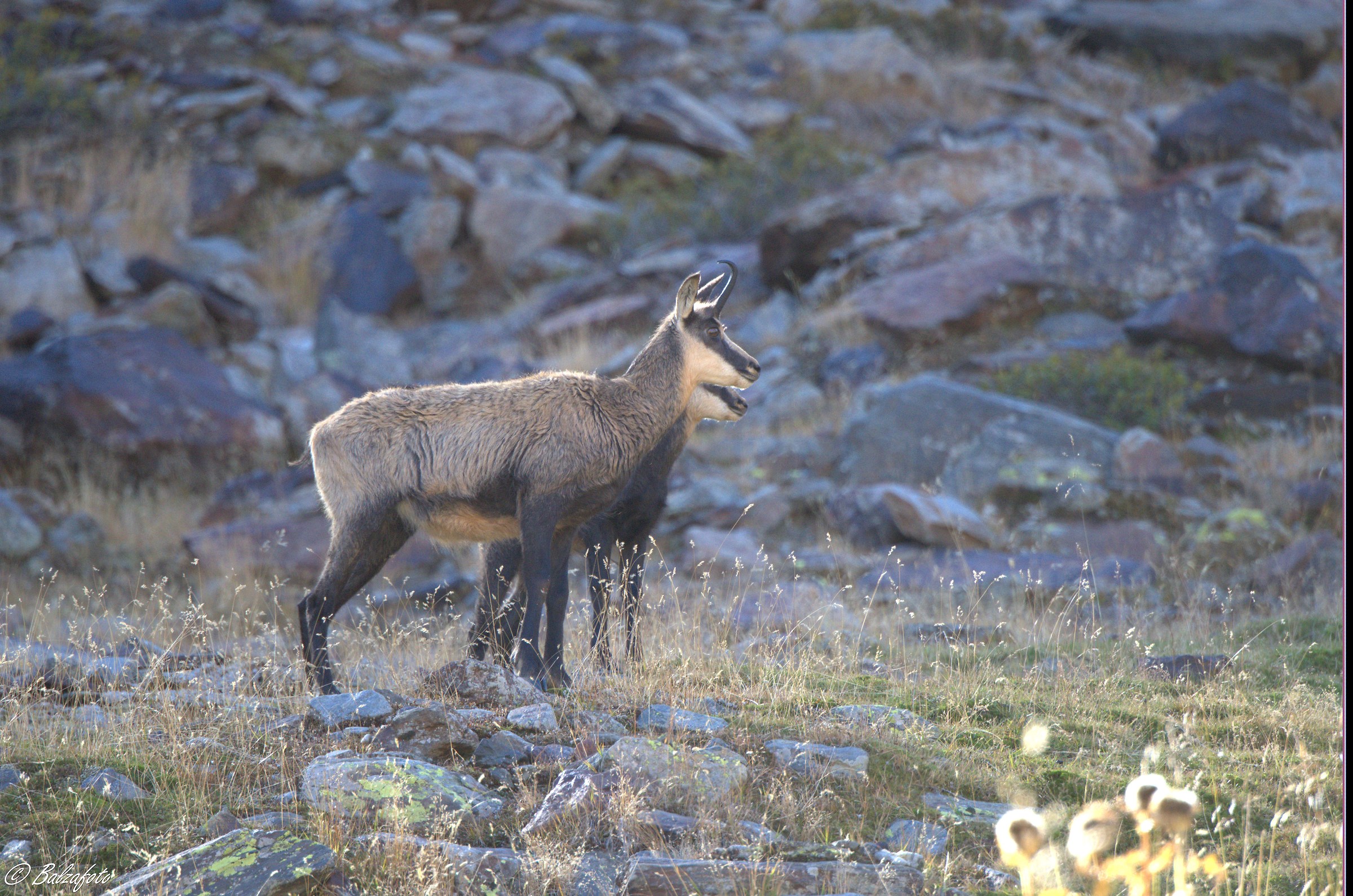 Suede female with small