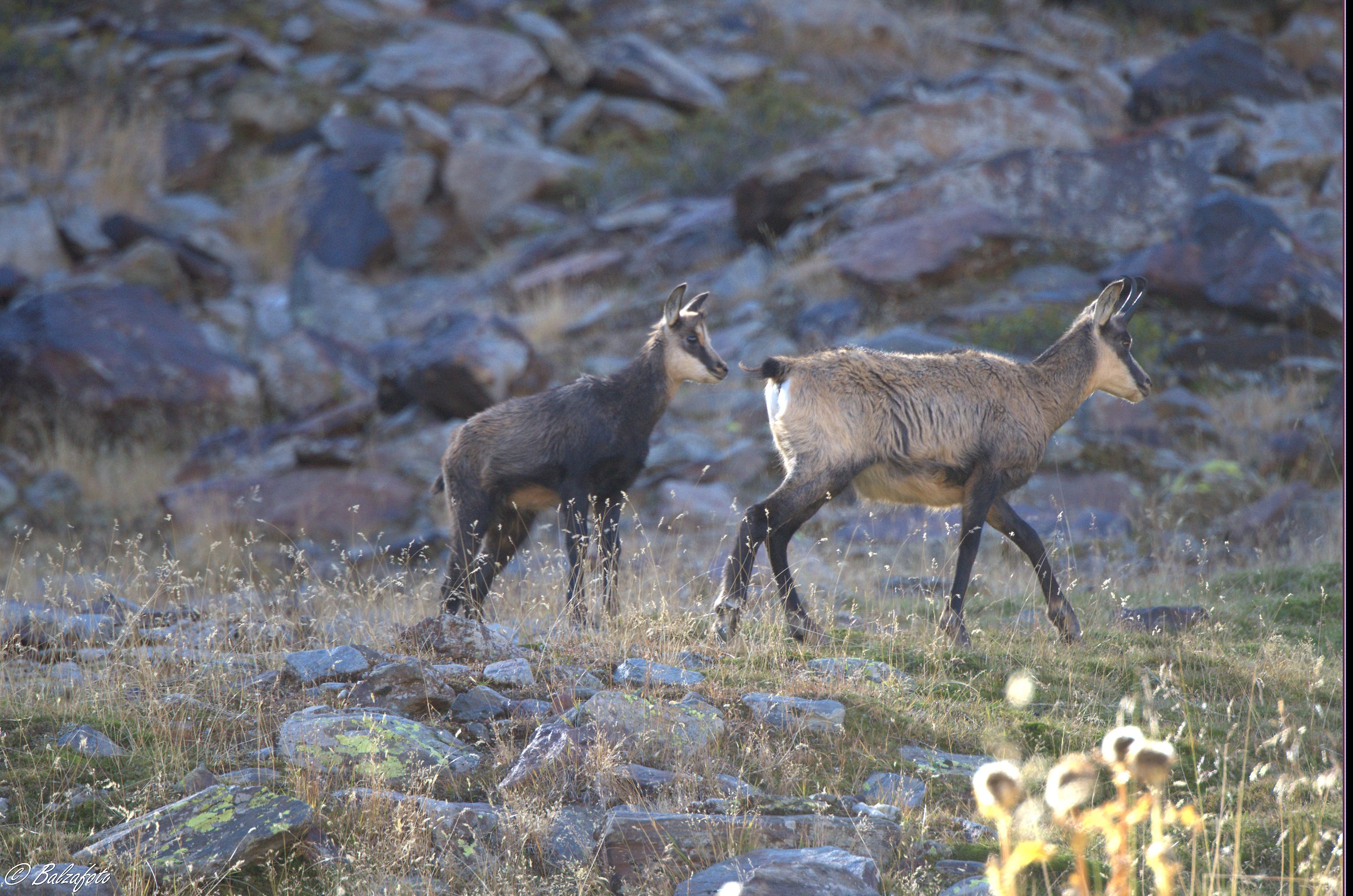 Suede female with small