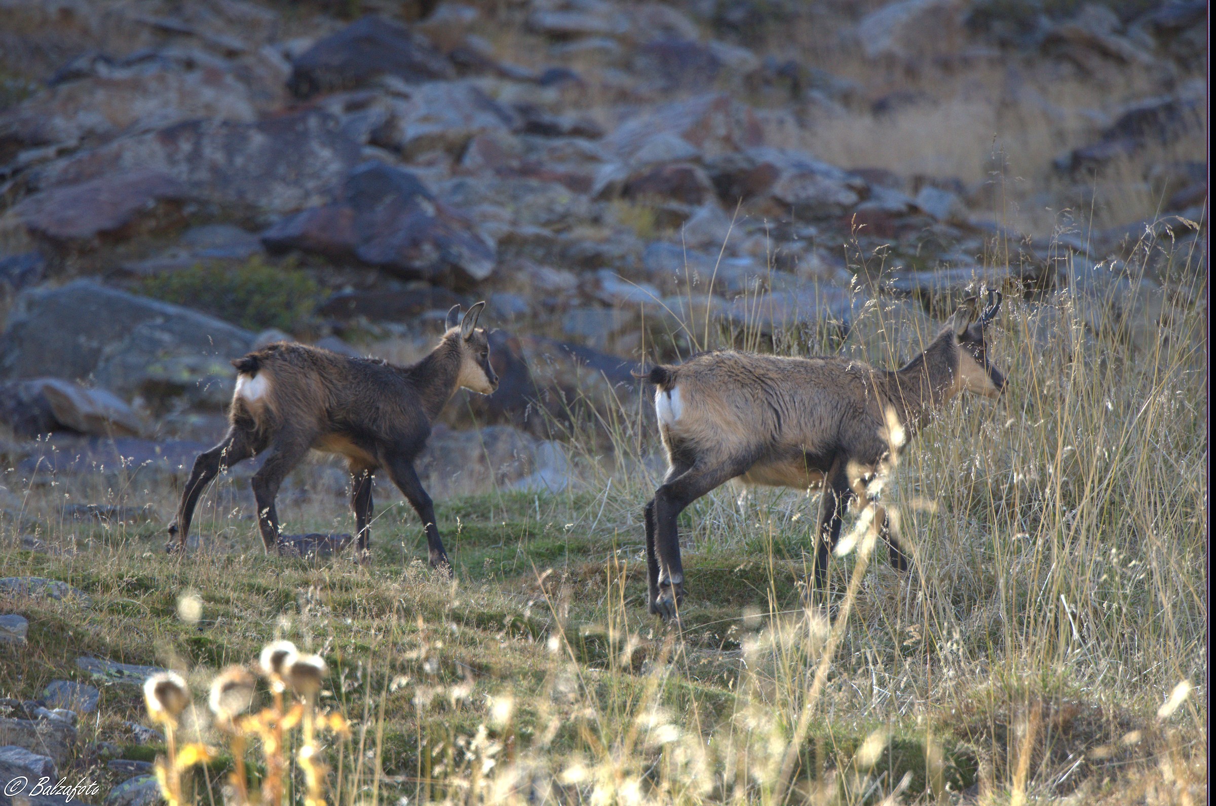 Suede female with small