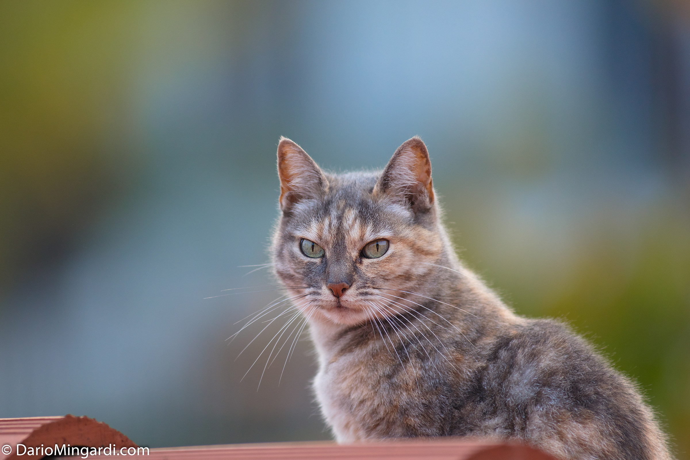 Micia (300mm test 2.8L)