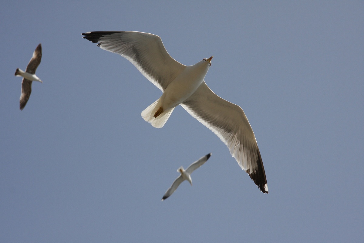 4 Seagulls in flight