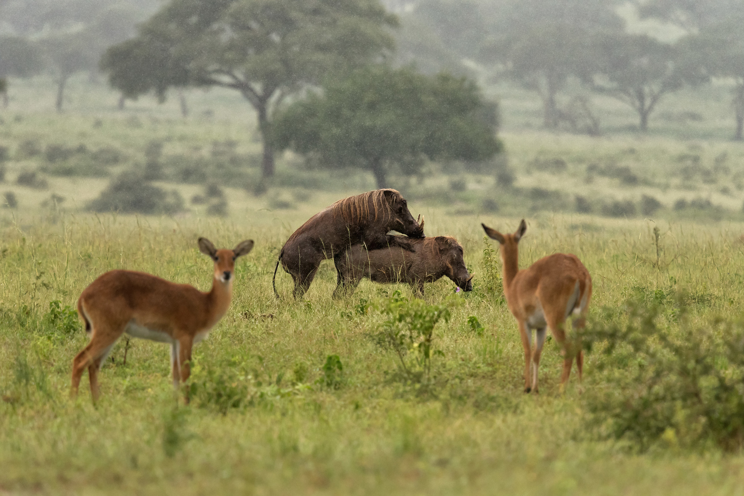 Indecent exposure...