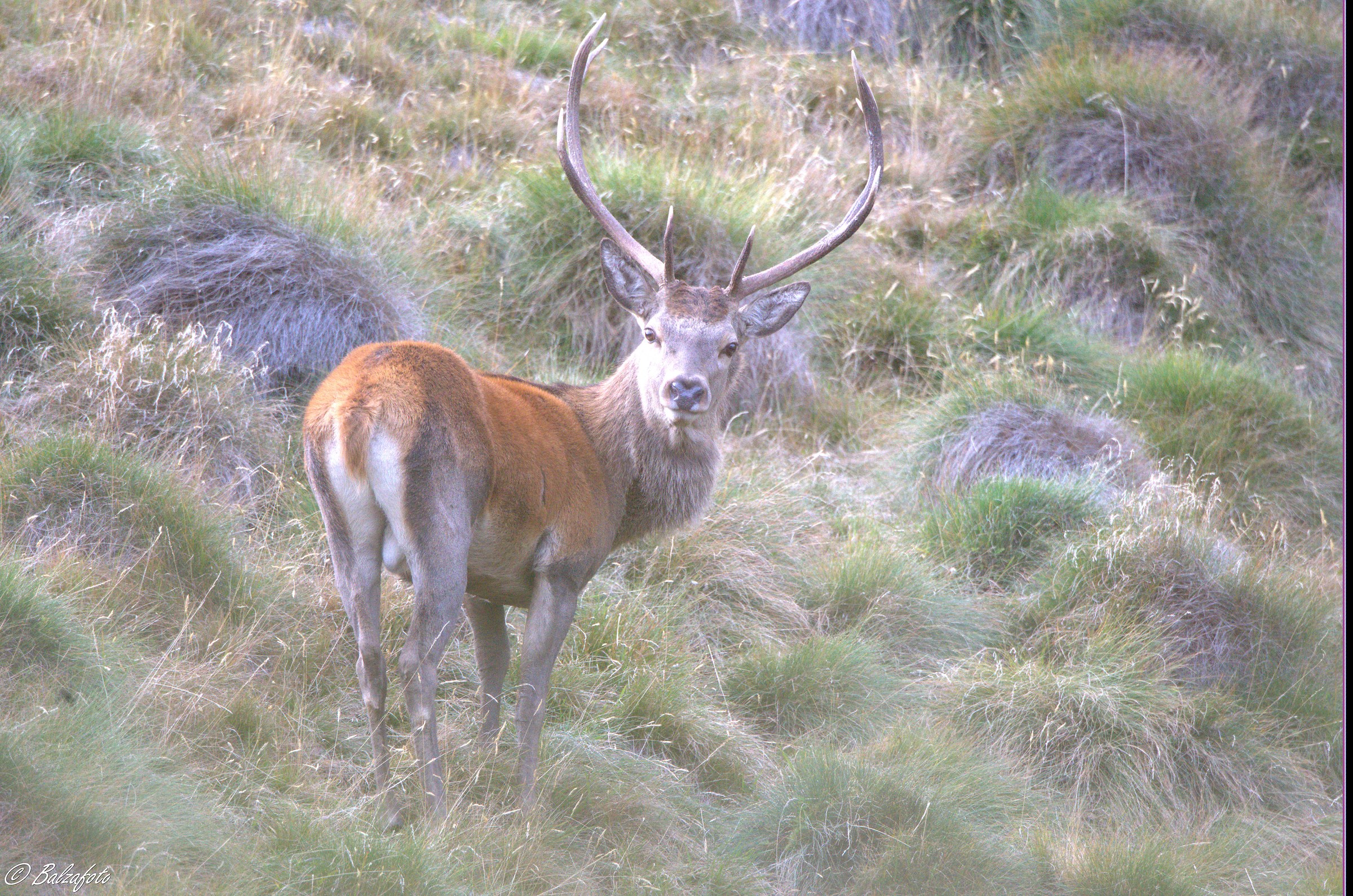 Deer male