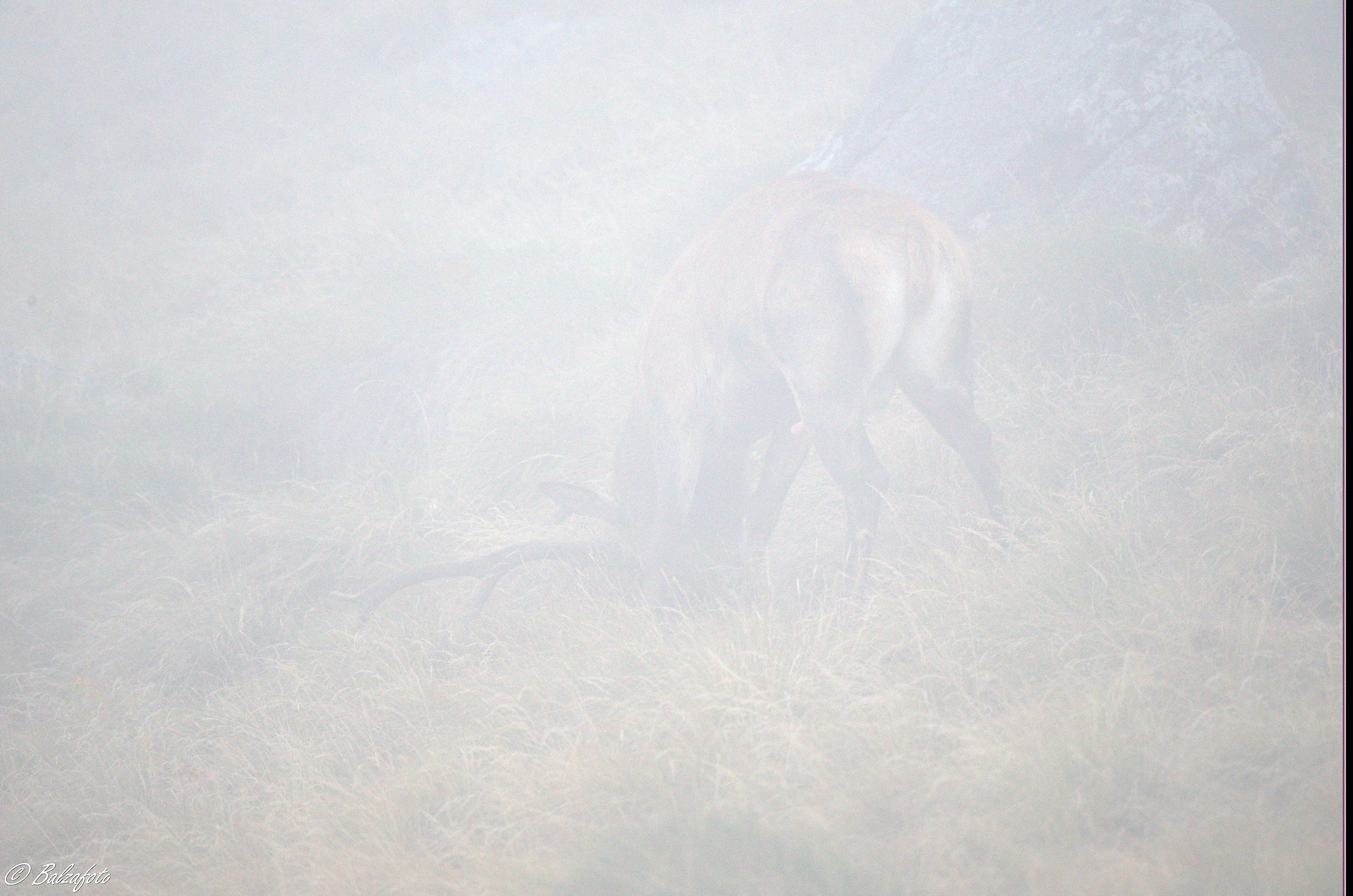 Deer in the fog