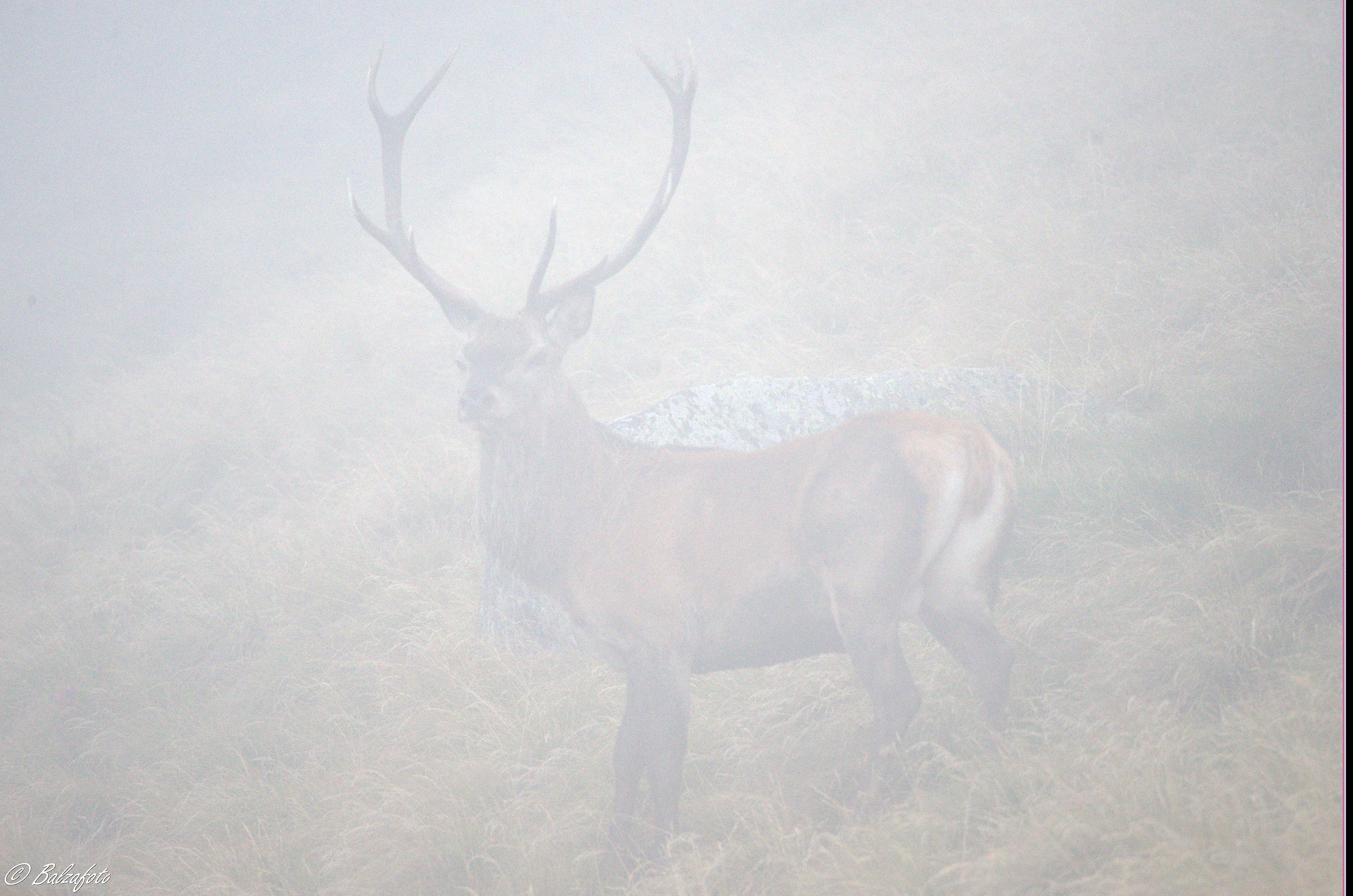 Deer in the fog