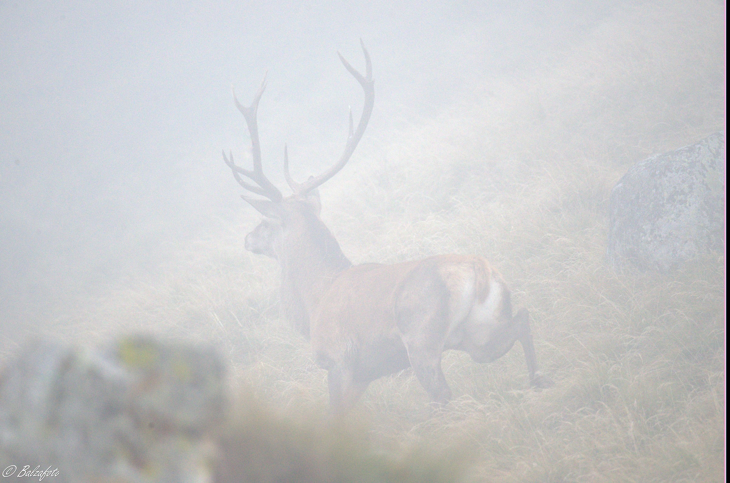 Deer in the fog