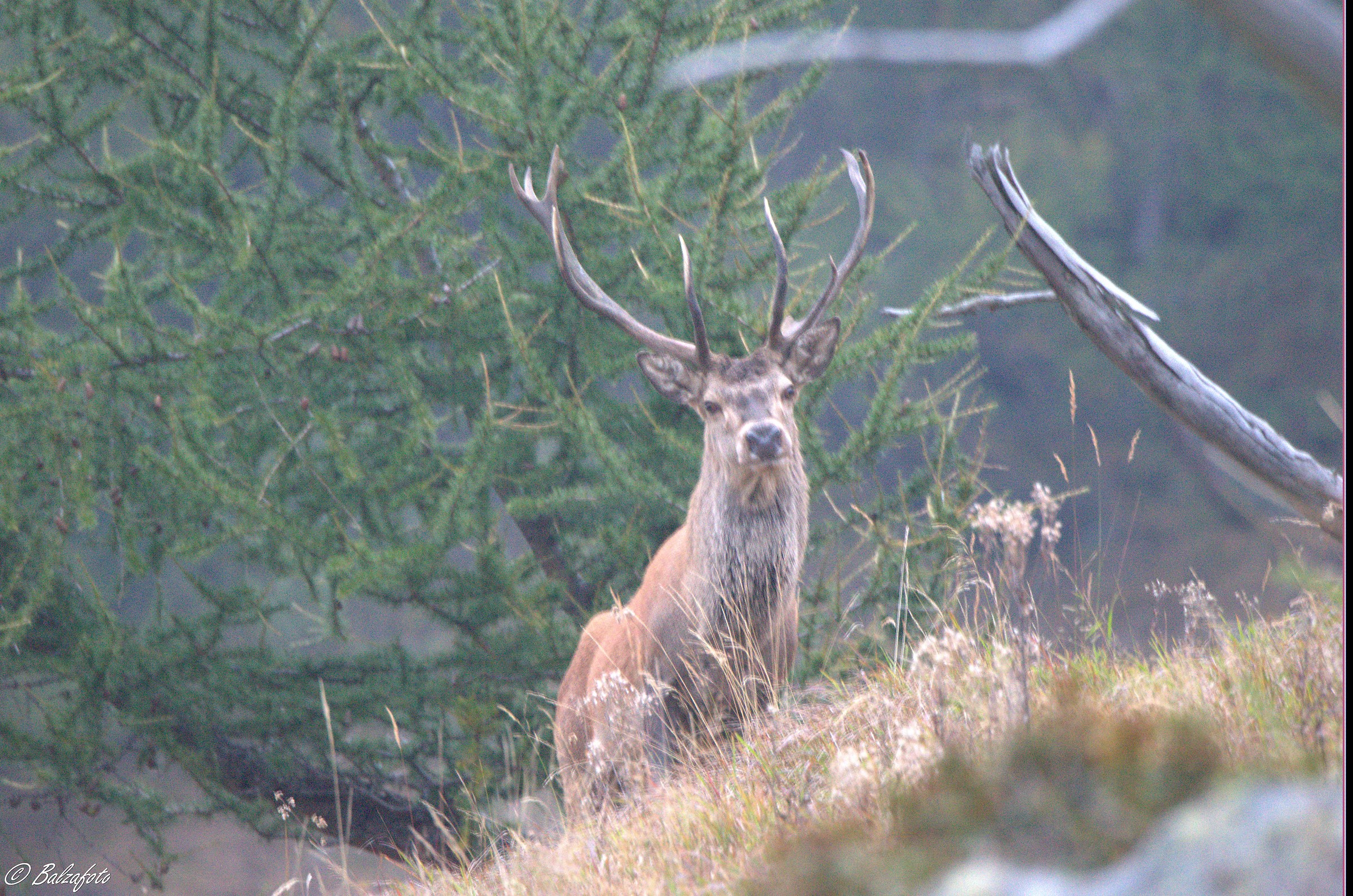 Male Deer