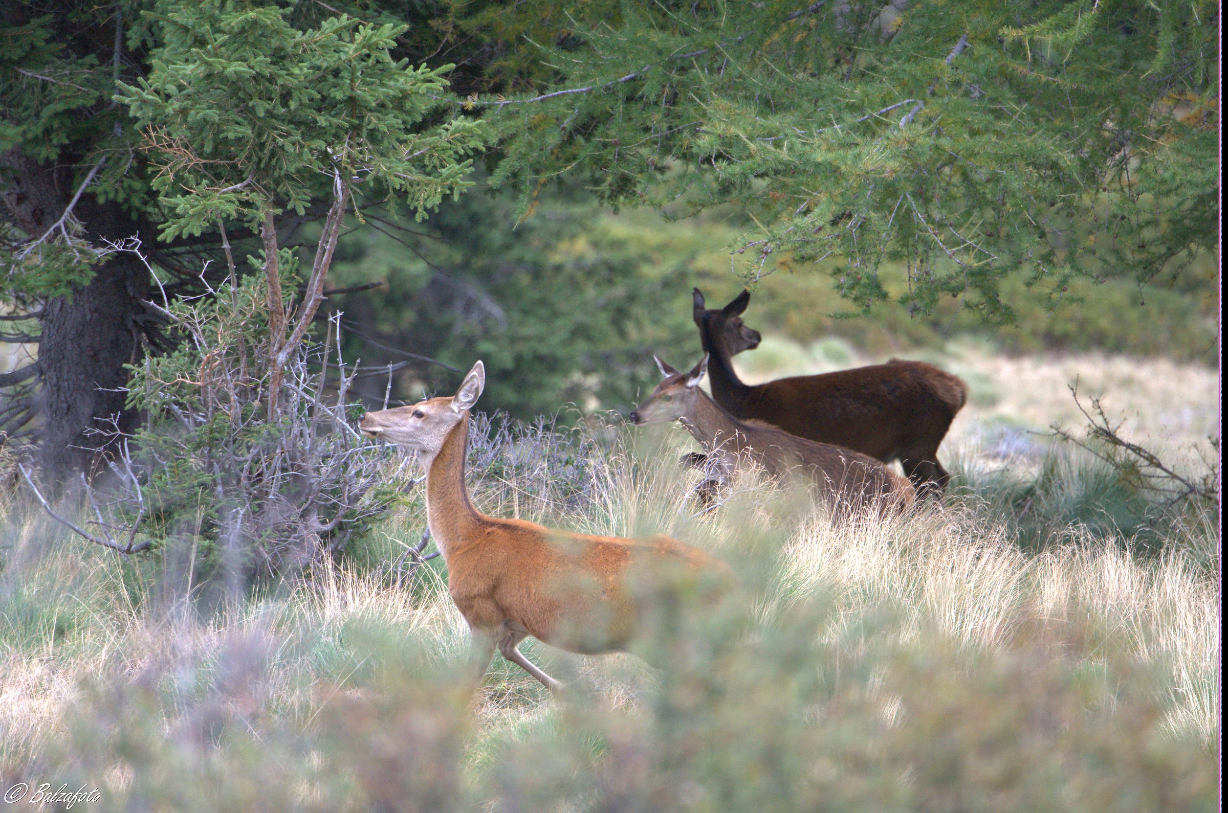 Deer female with small