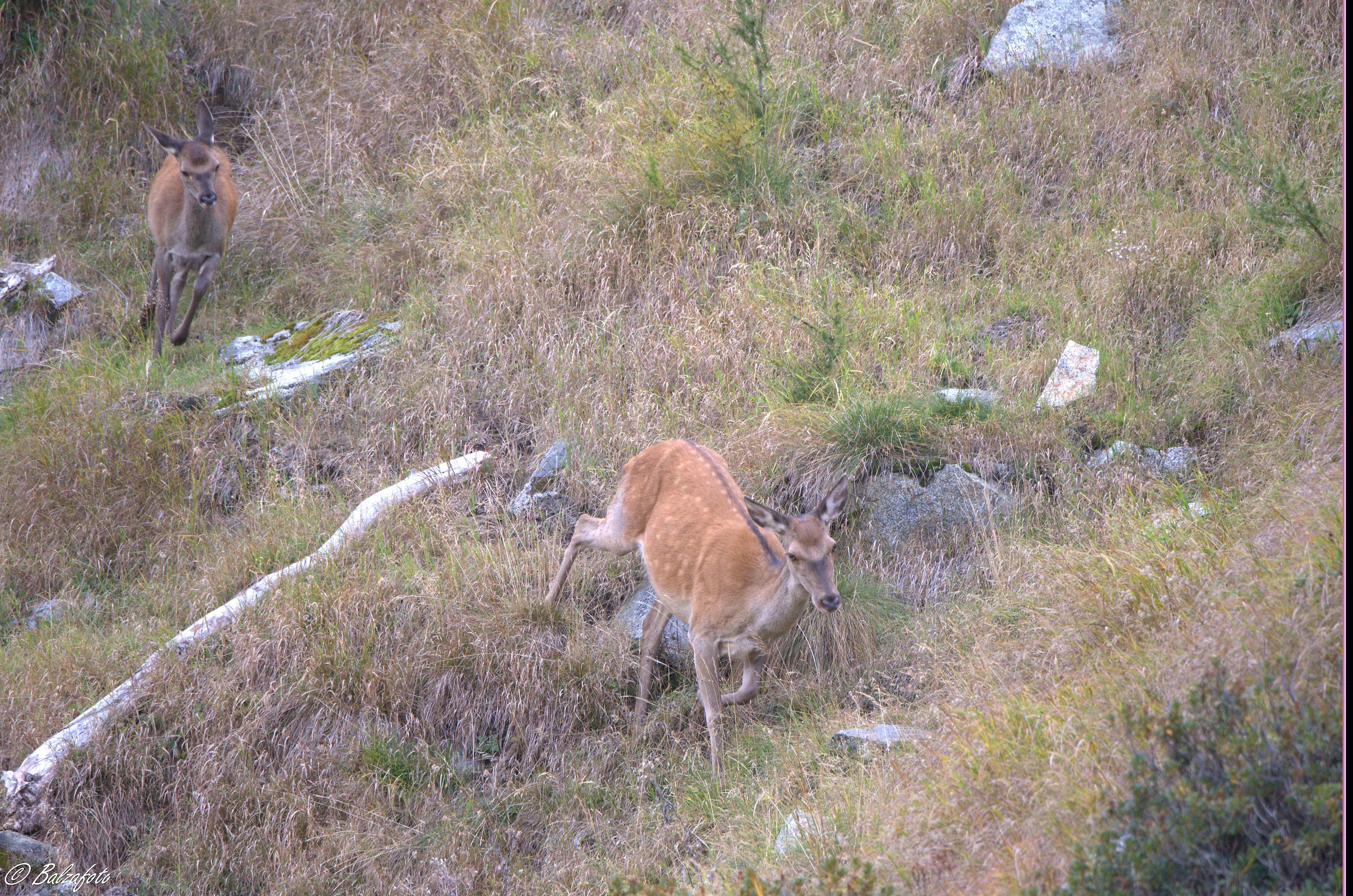 Deer female with small