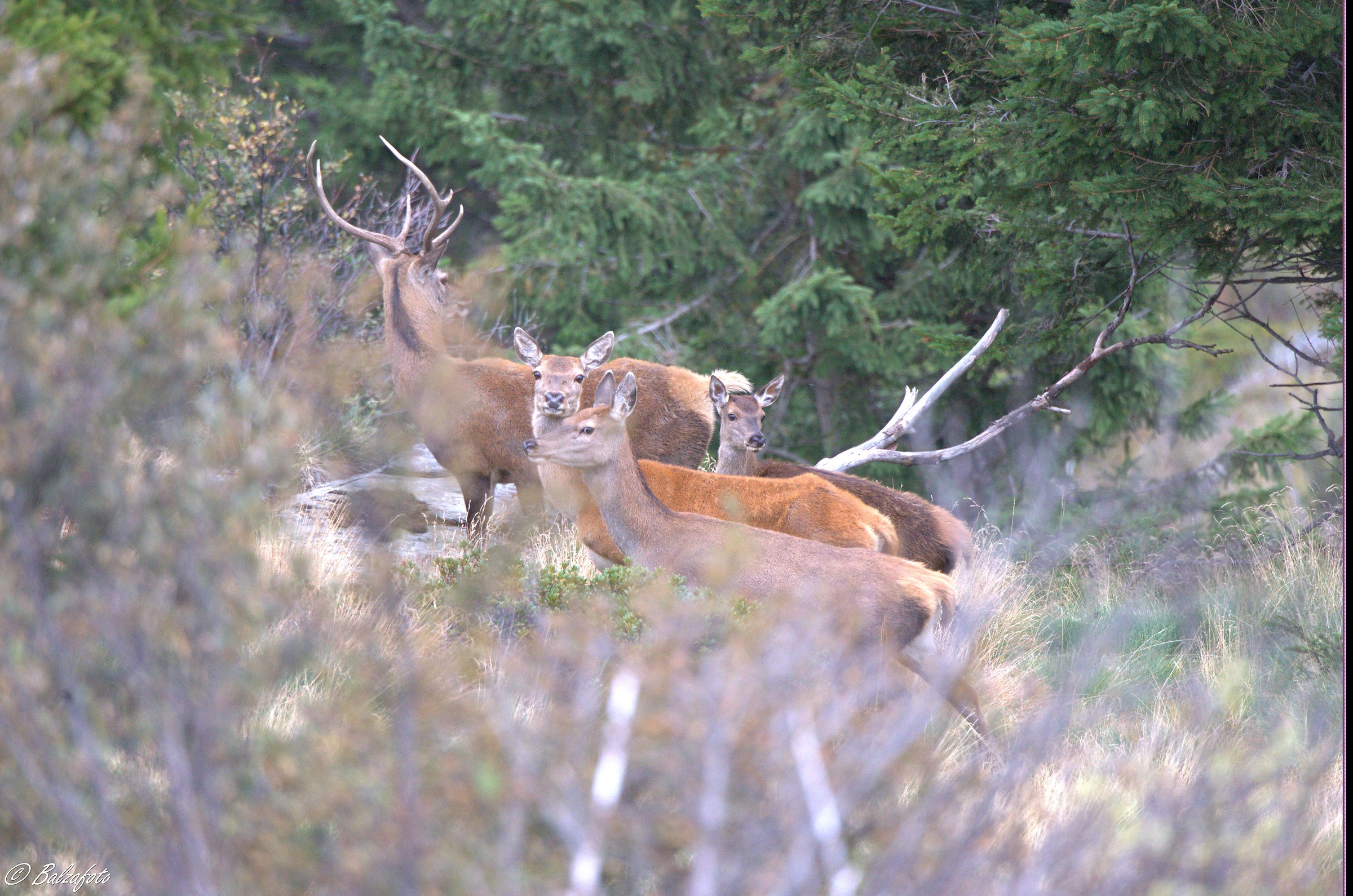 Group of females with small and young male