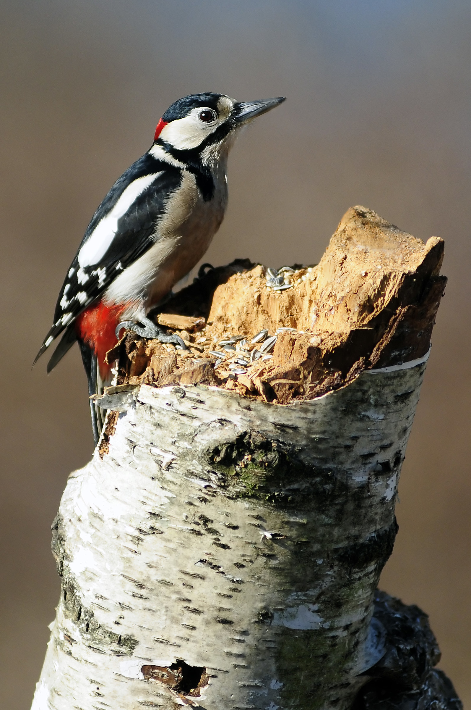 Big red woodpecker