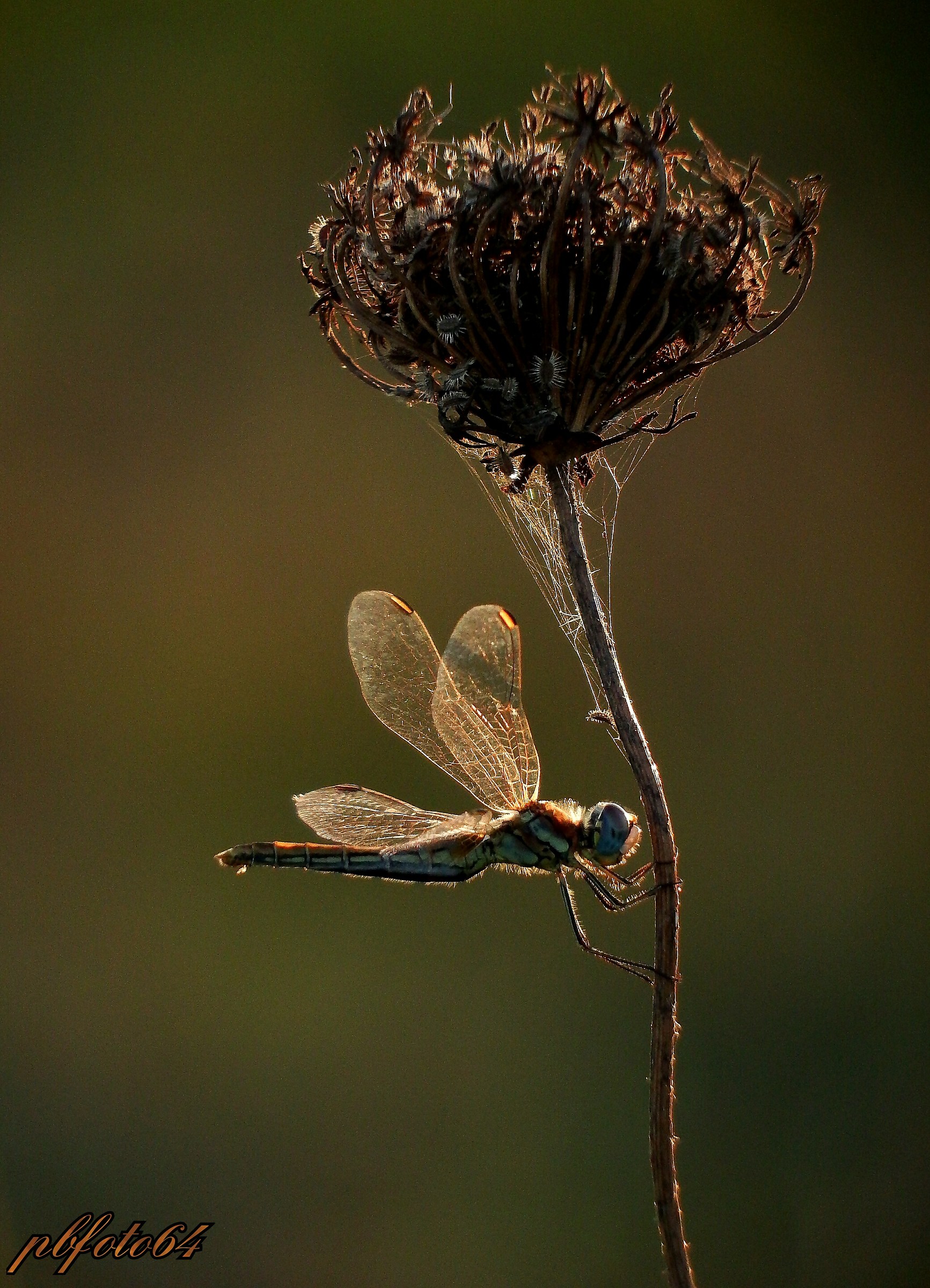 Dragonfly at sunset