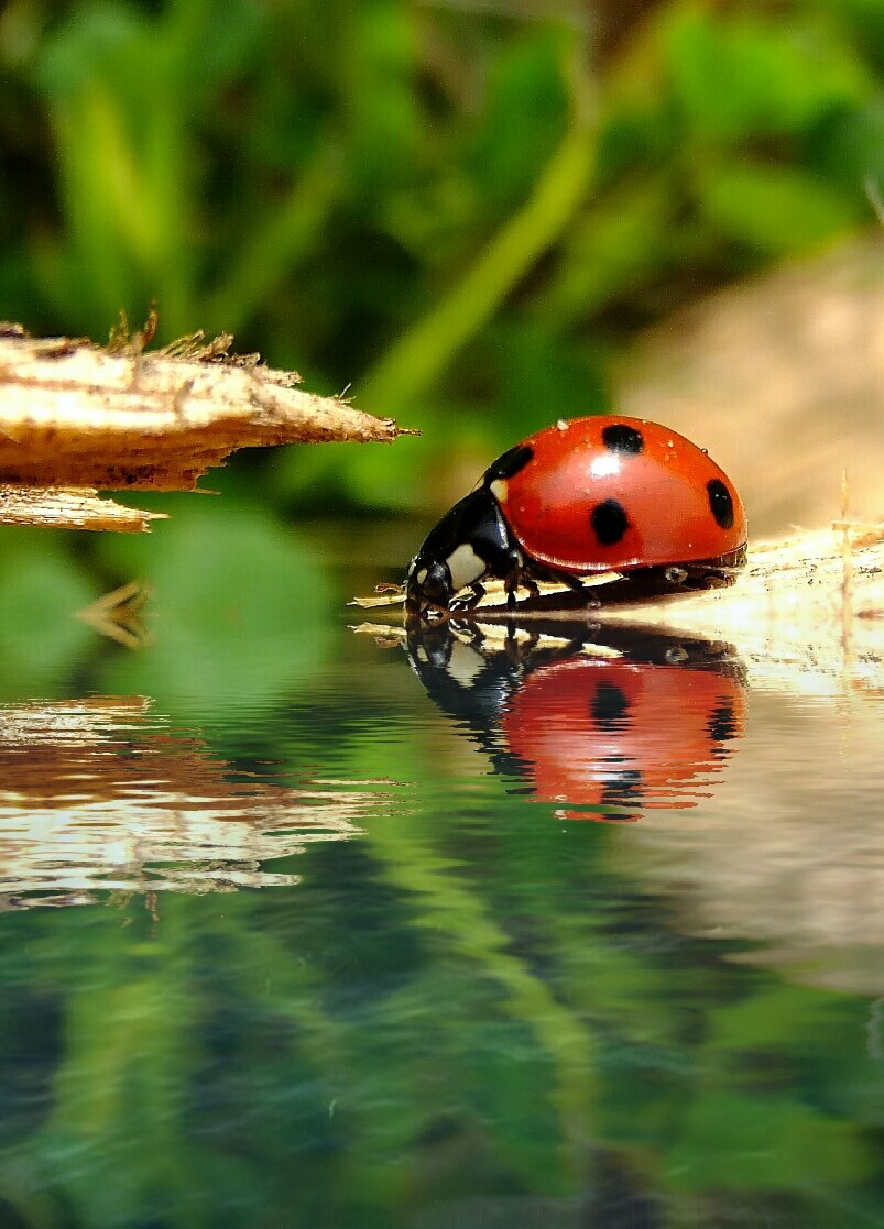 Coccinella Reflection