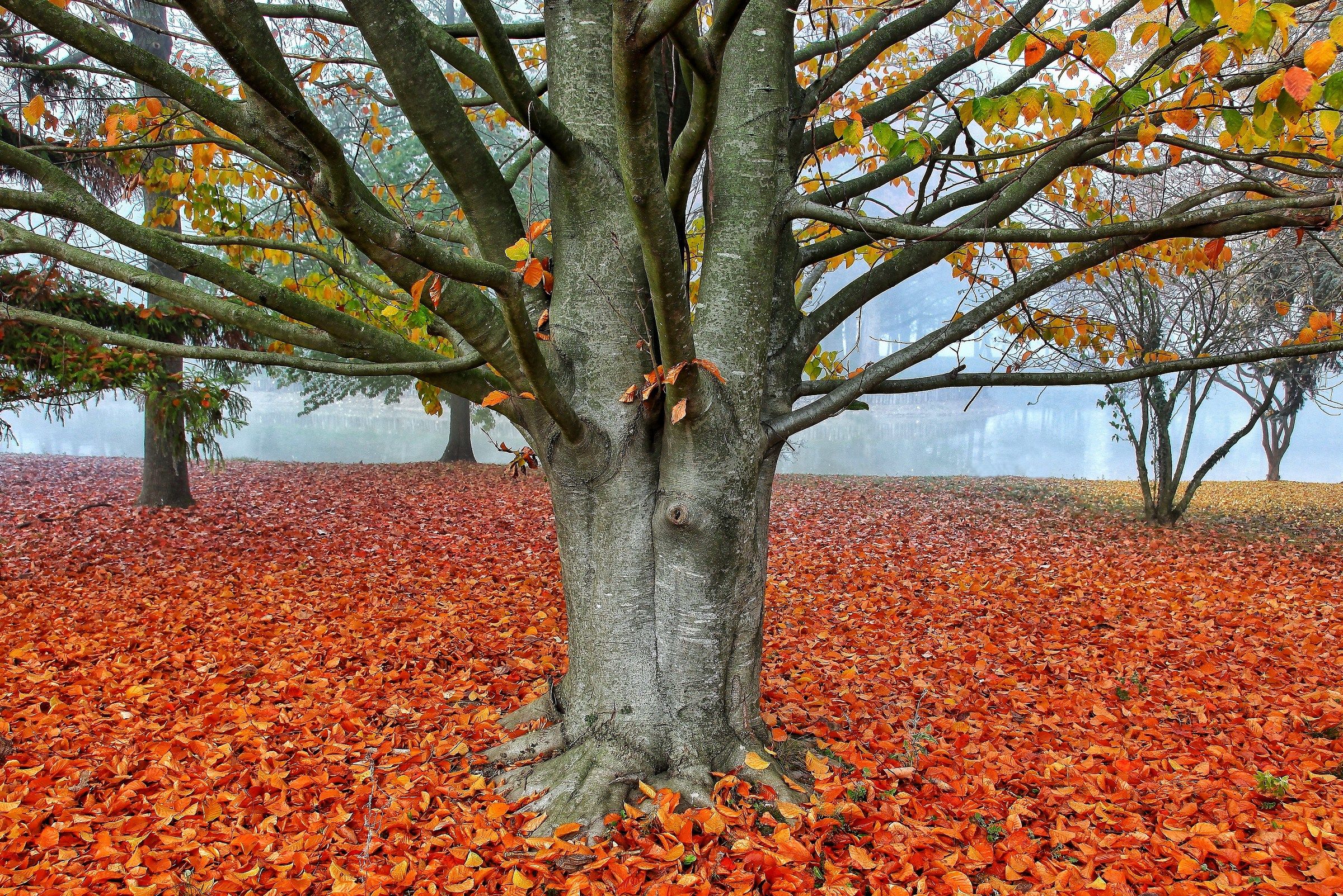 Spaccato d'autunno.,