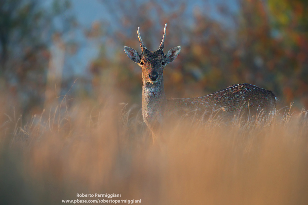 Presences in the grassy sea