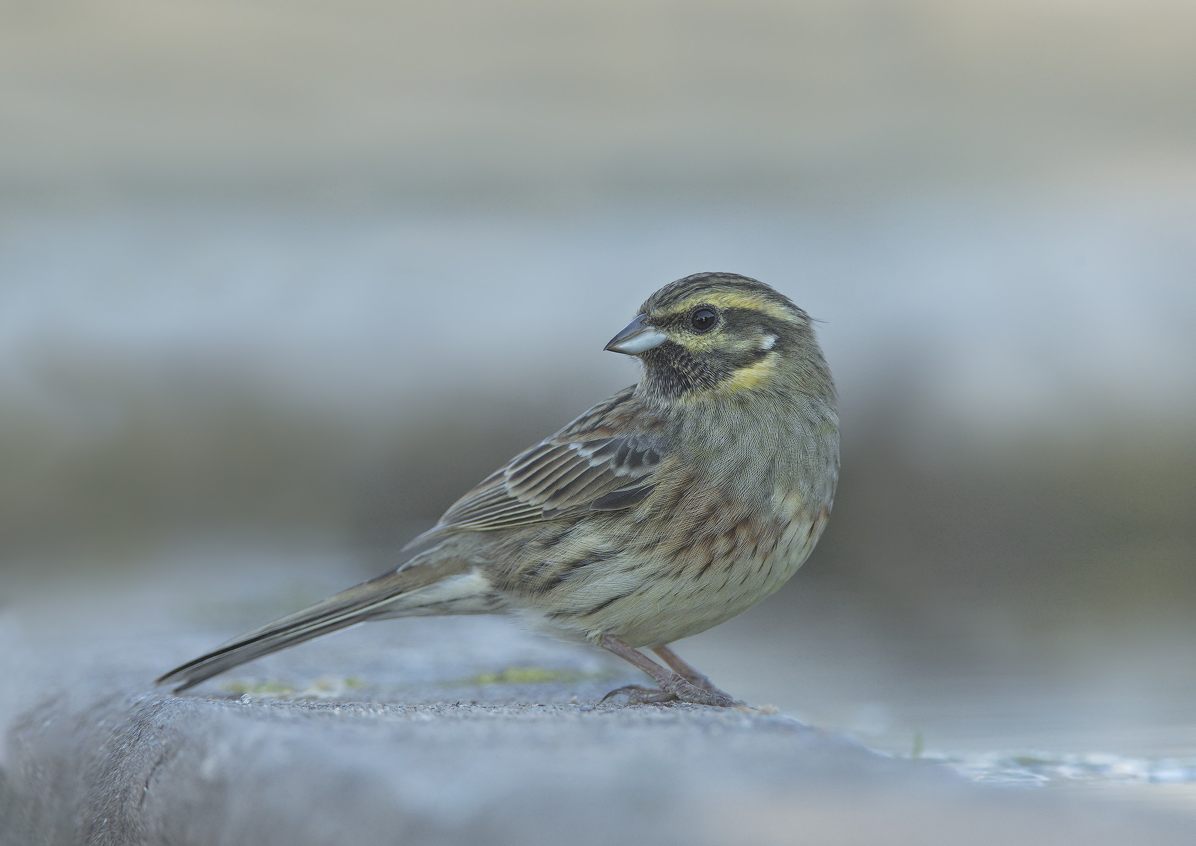 zigolo nero (emberiza cirlus)