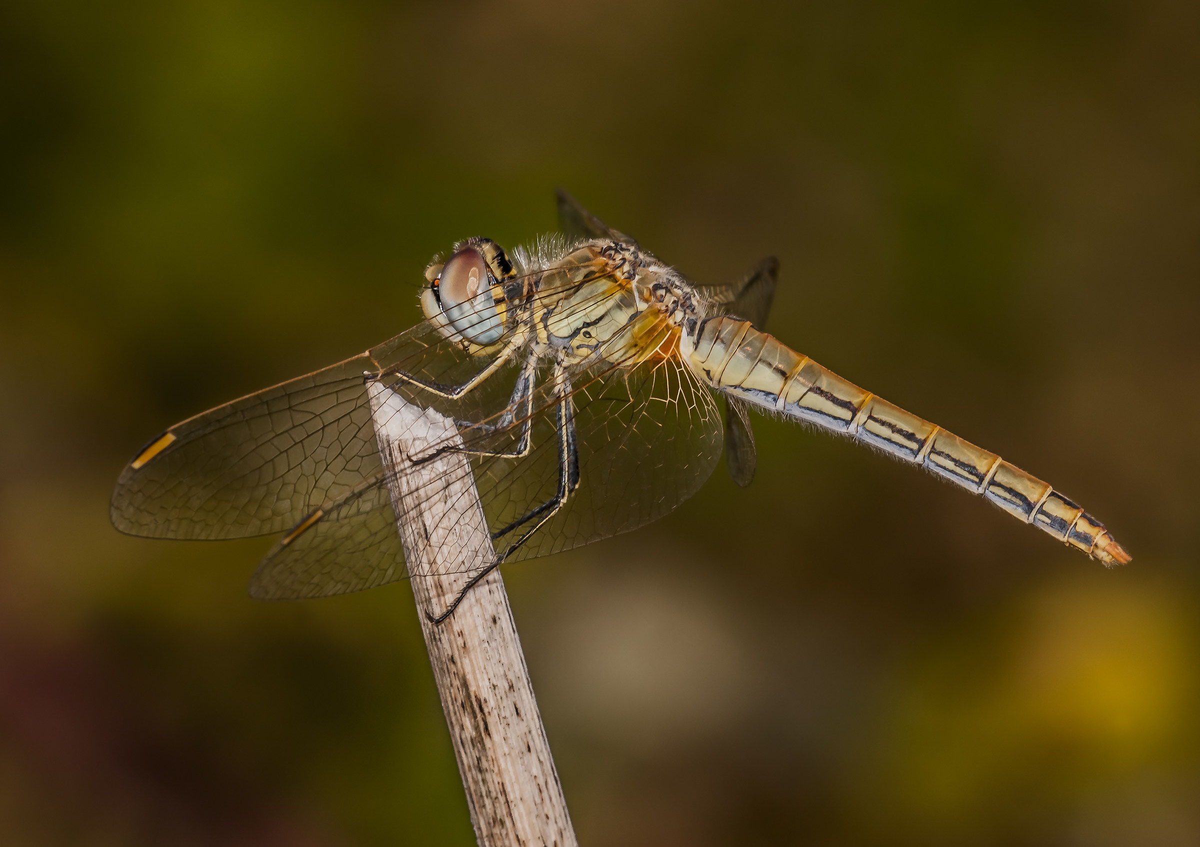 Libellula