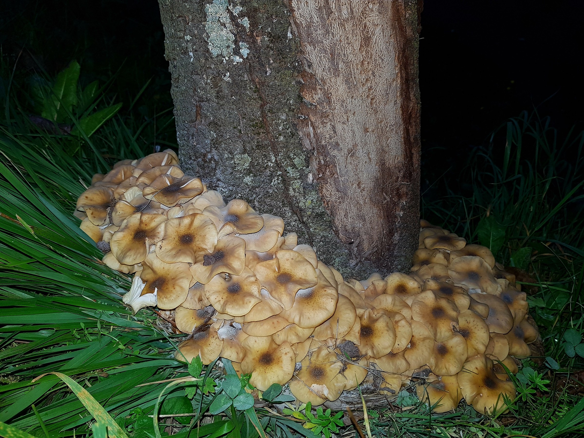 Una corona di prelibatezza